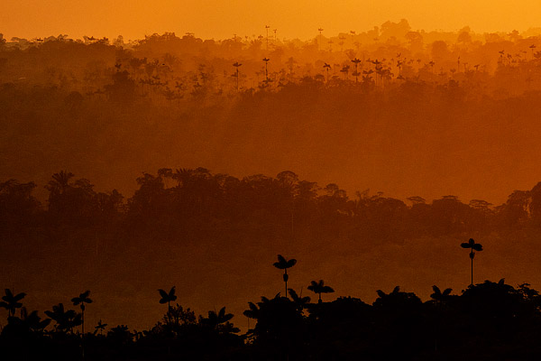 Image of the Chocó rainforest landscape