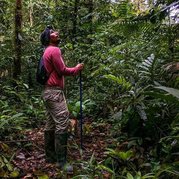 Image of a researcher in the rainforest