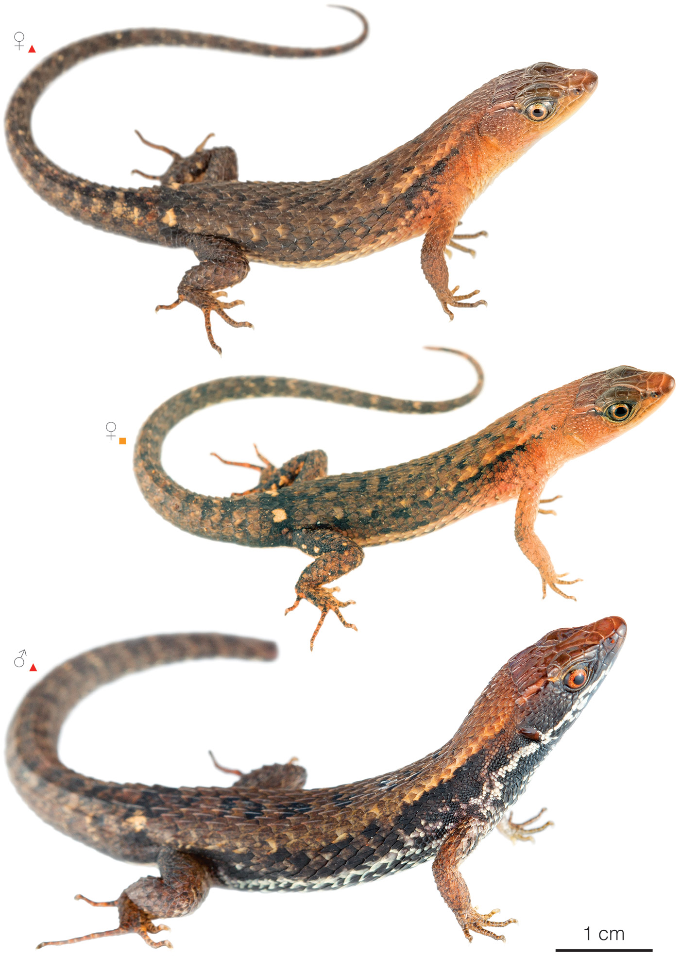 Figure showing variation among individuals of Alopoglossus atriventris