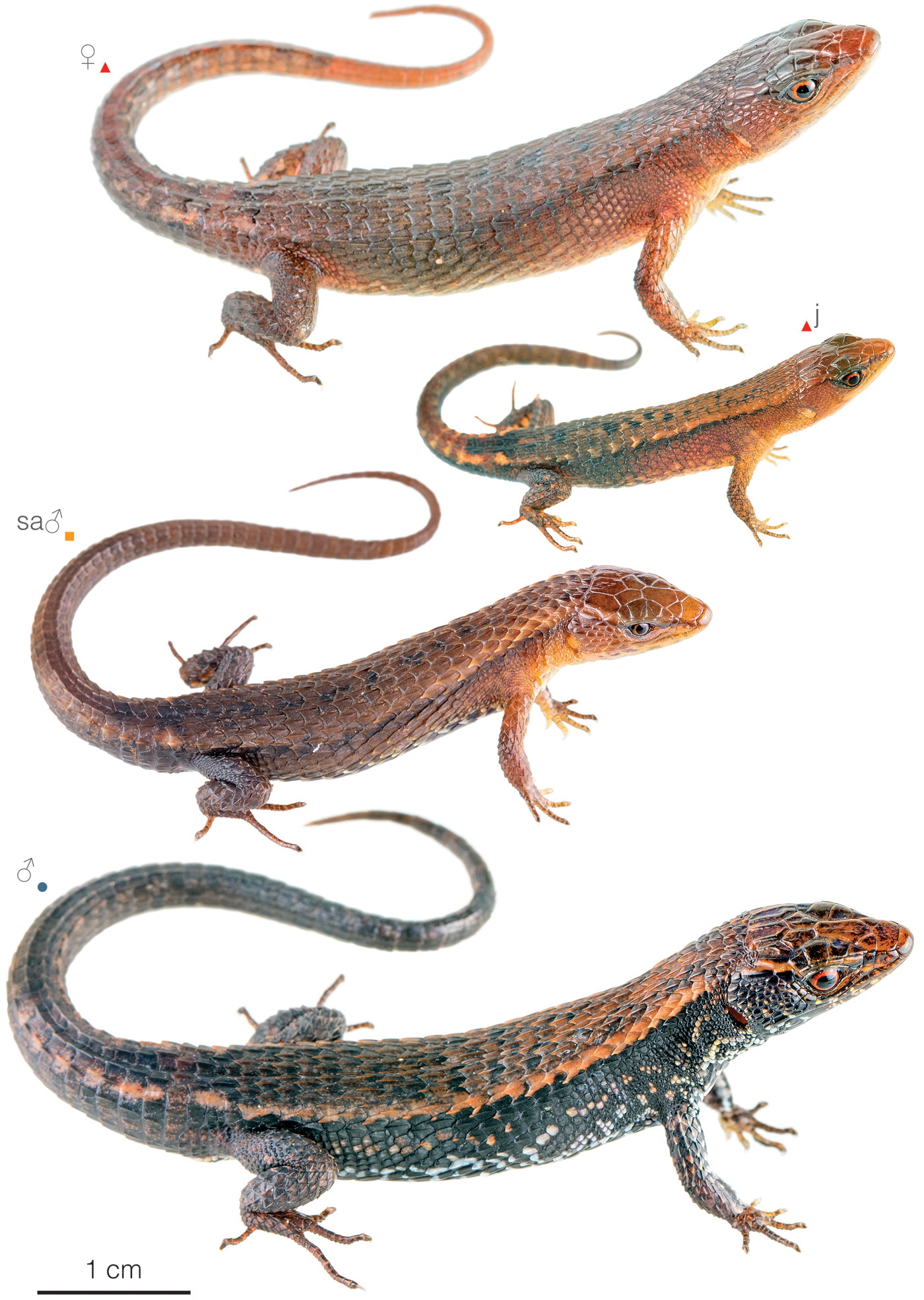 Figure showing variation among individuals of Alopoglossus buckleyi