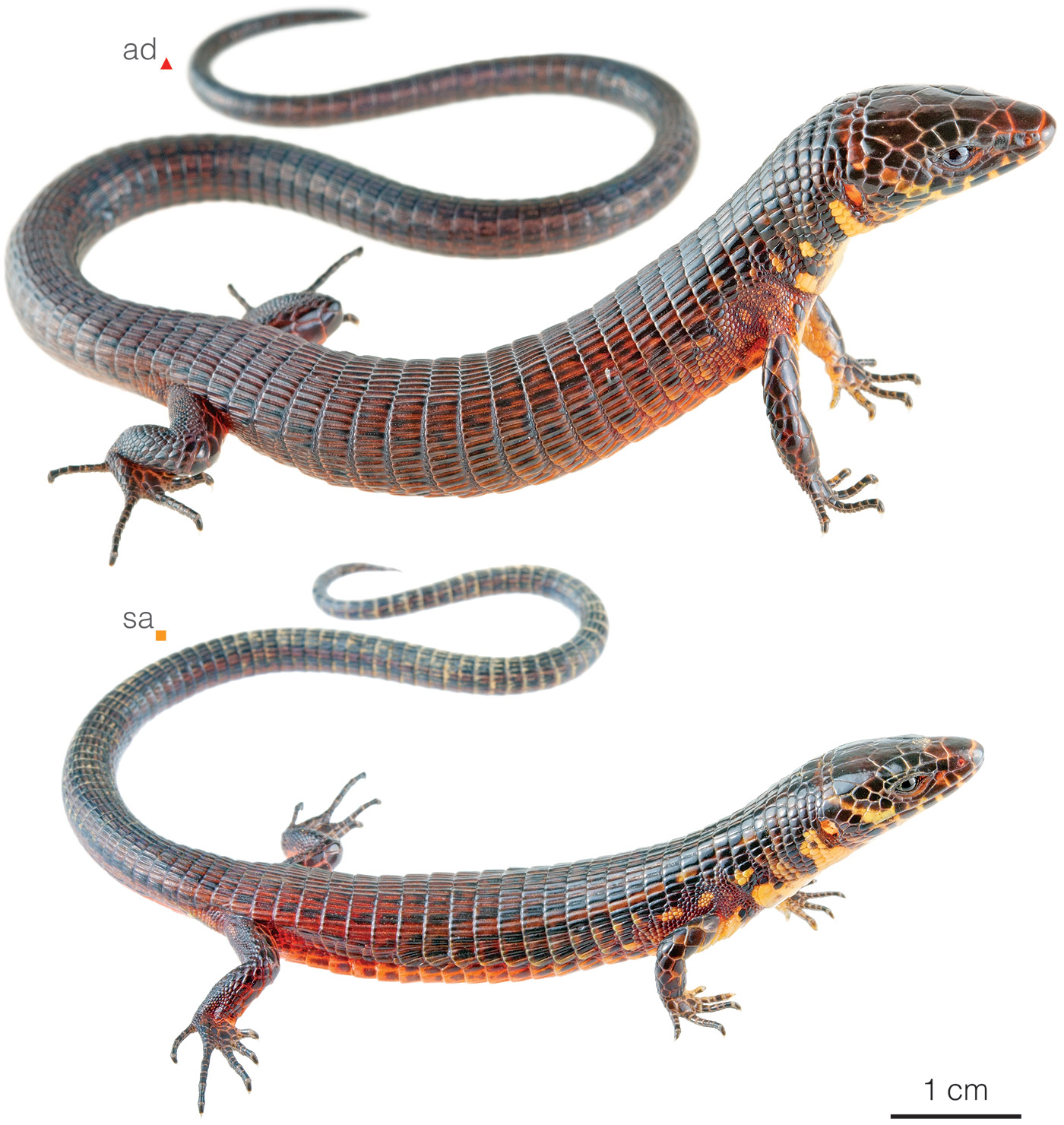 Figure showing variation among individuals of Alopoglossus gorgonae