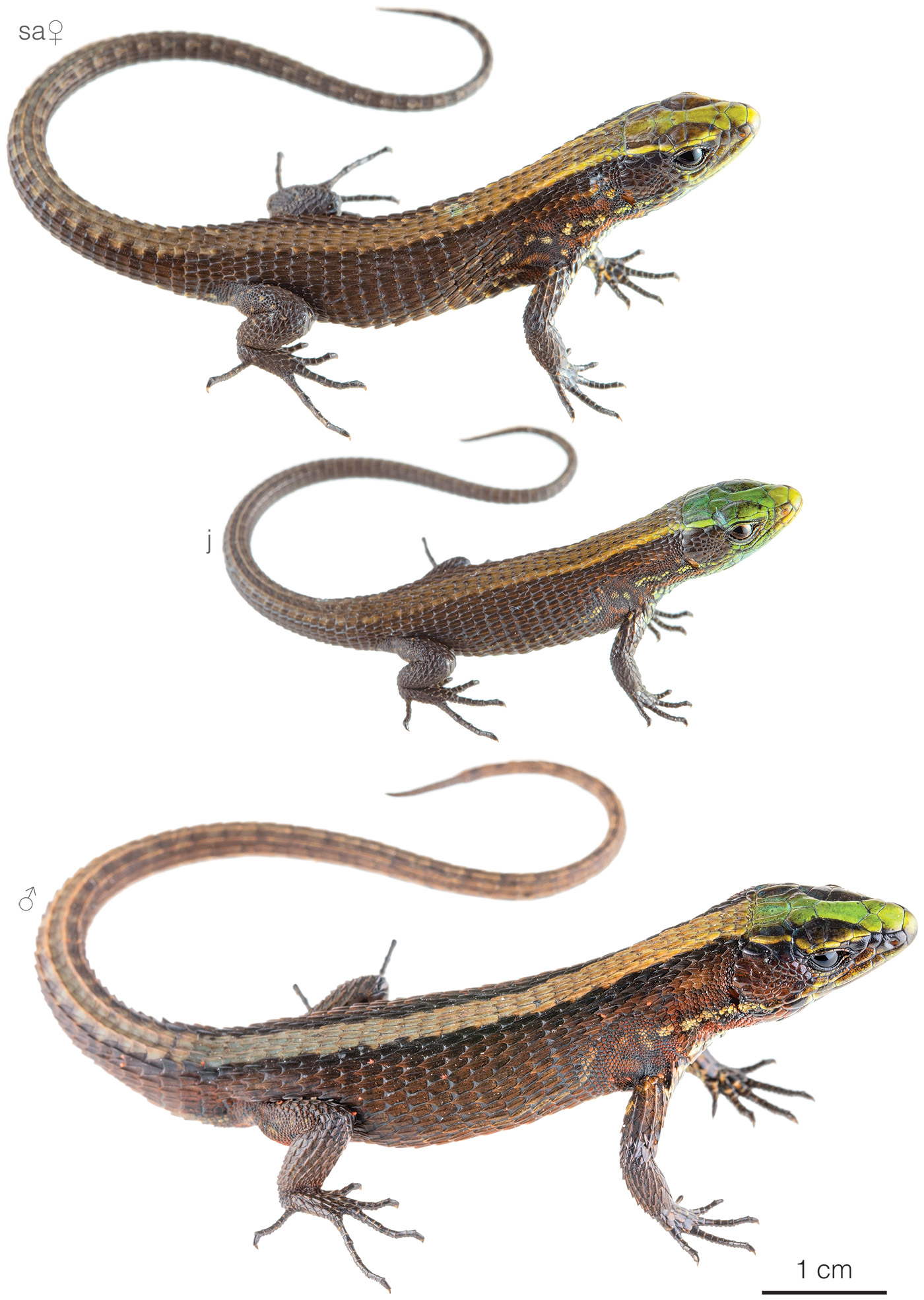 Figure showing variation among individuals of Alopoglossus viridiceps