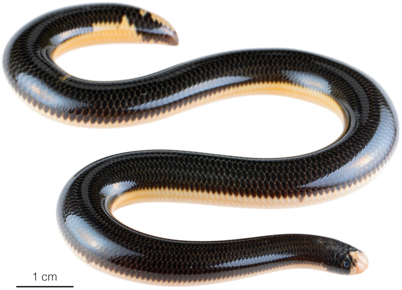 Cobra-cega (Typhlops reticulatus).