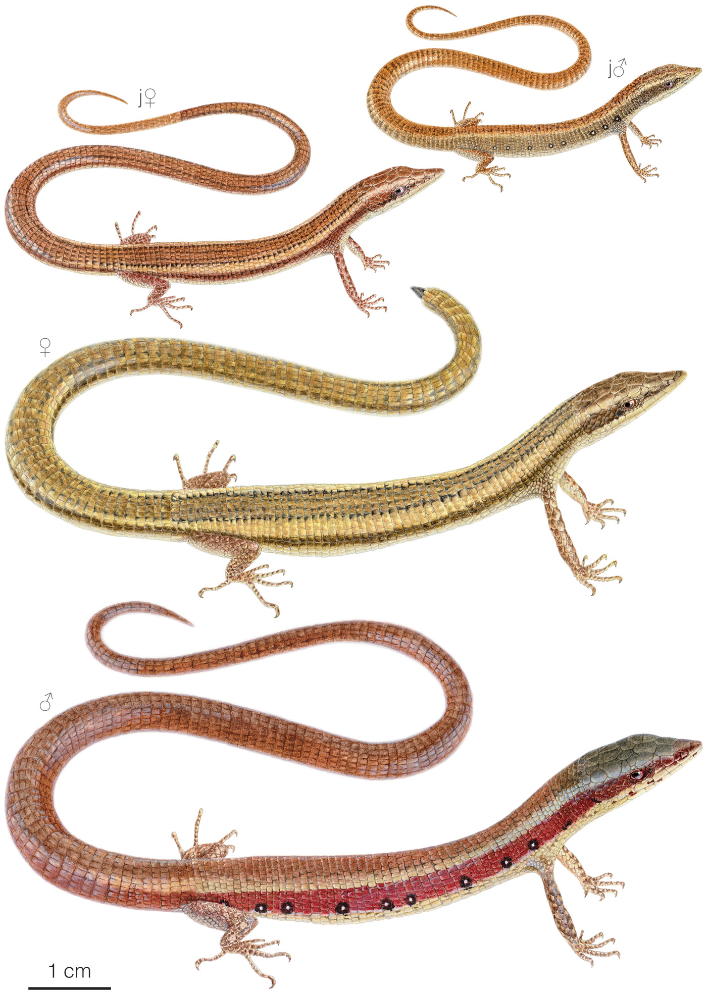Illustration showing variation among individuals of Anadia vittata