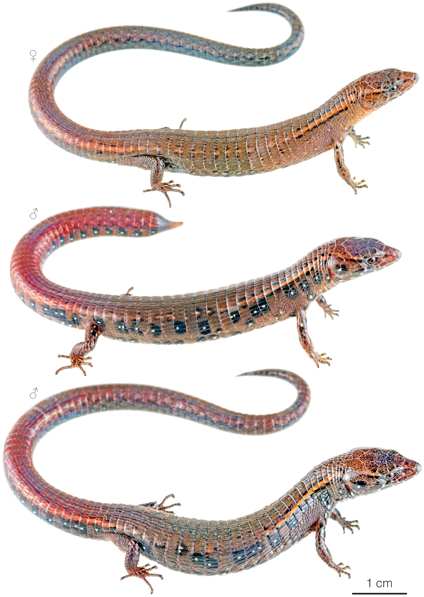 Variation among individuals of Andinosaura kiziriani