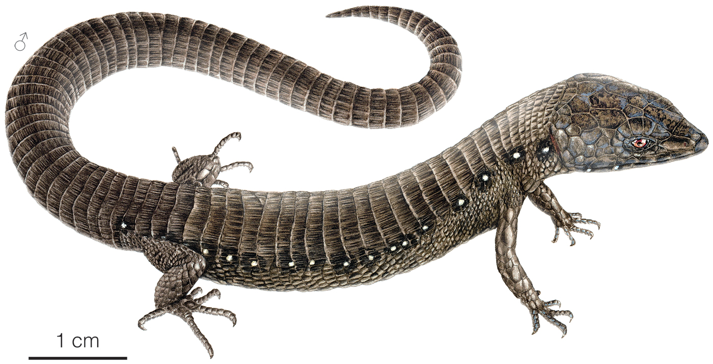 Illustration of an adult male individual of Andinosaura petrorum