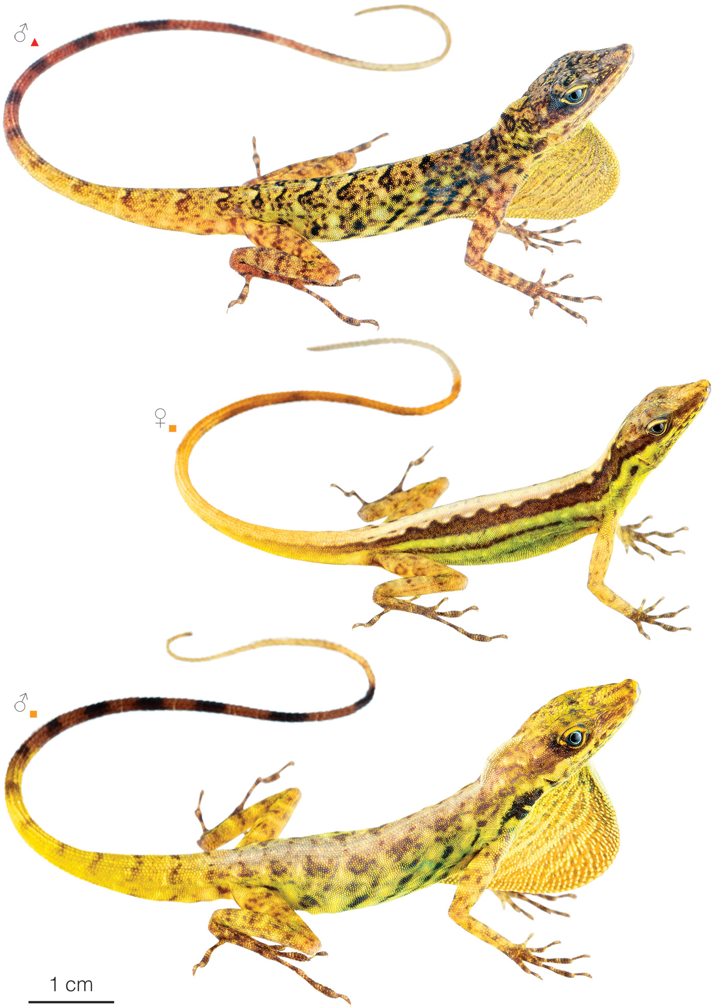 Figure showing variation among individuals of Anolis anchicayae