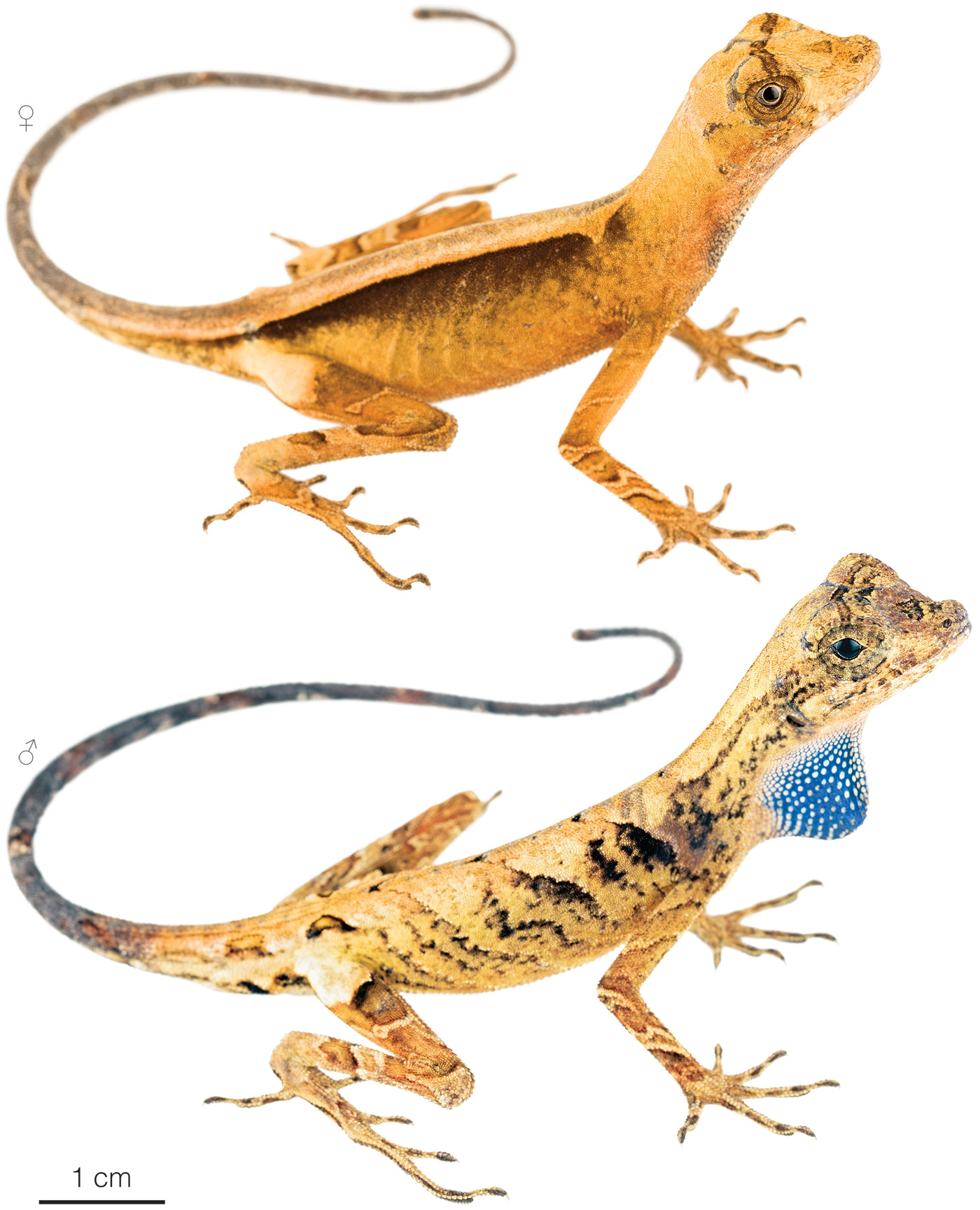 Figure showing variation among individuals of Anolis bombiceps