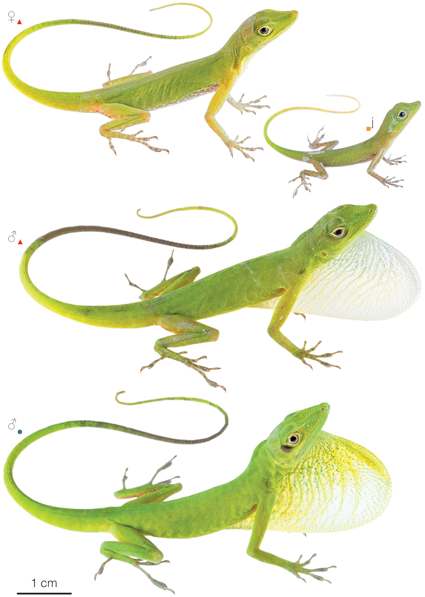 Figure showing variation among individuals of Anolis chloris