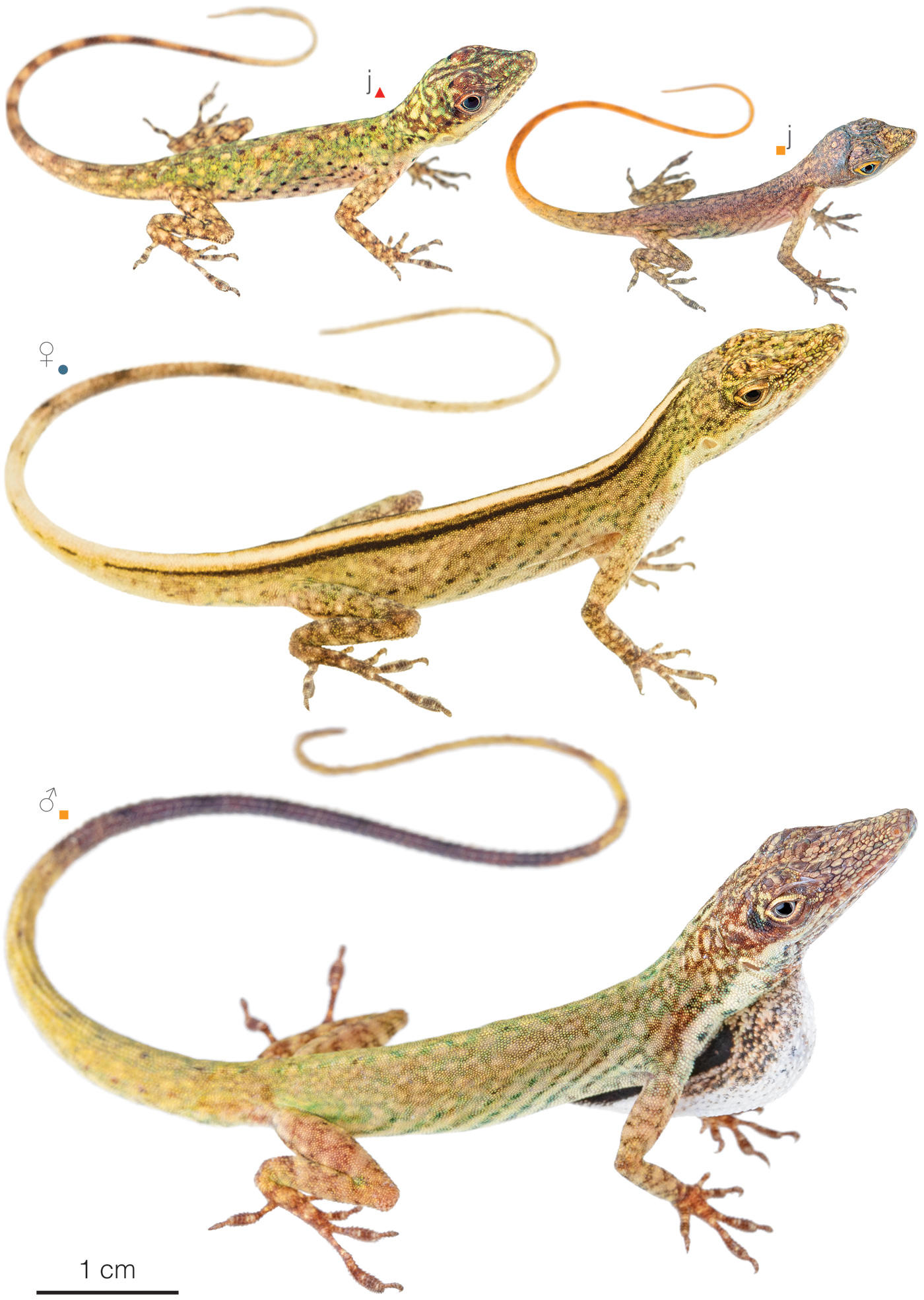 Figure showing variation among individuals of Anolis festae