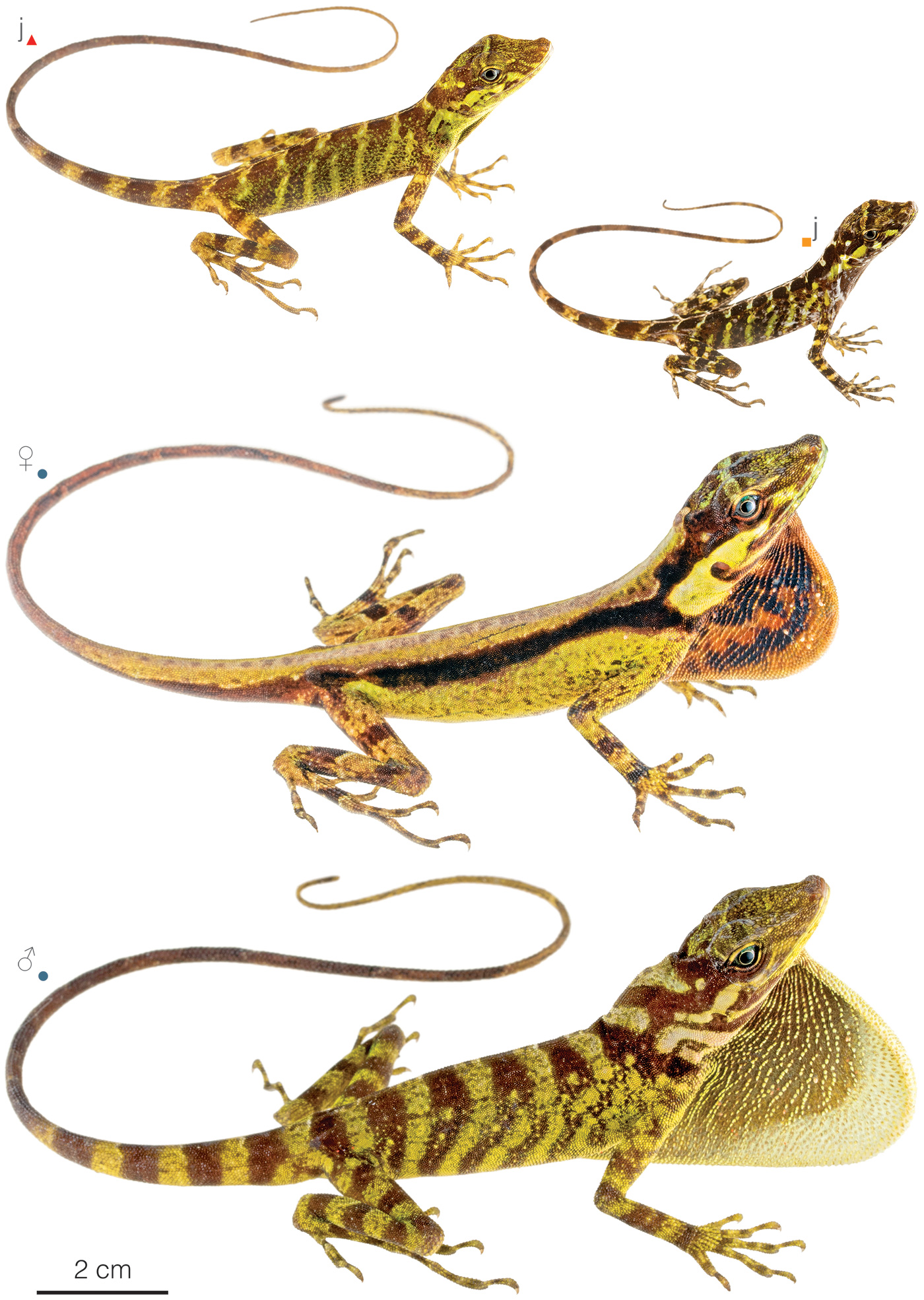 Figure showing variation among individuals of Anolis fitchi