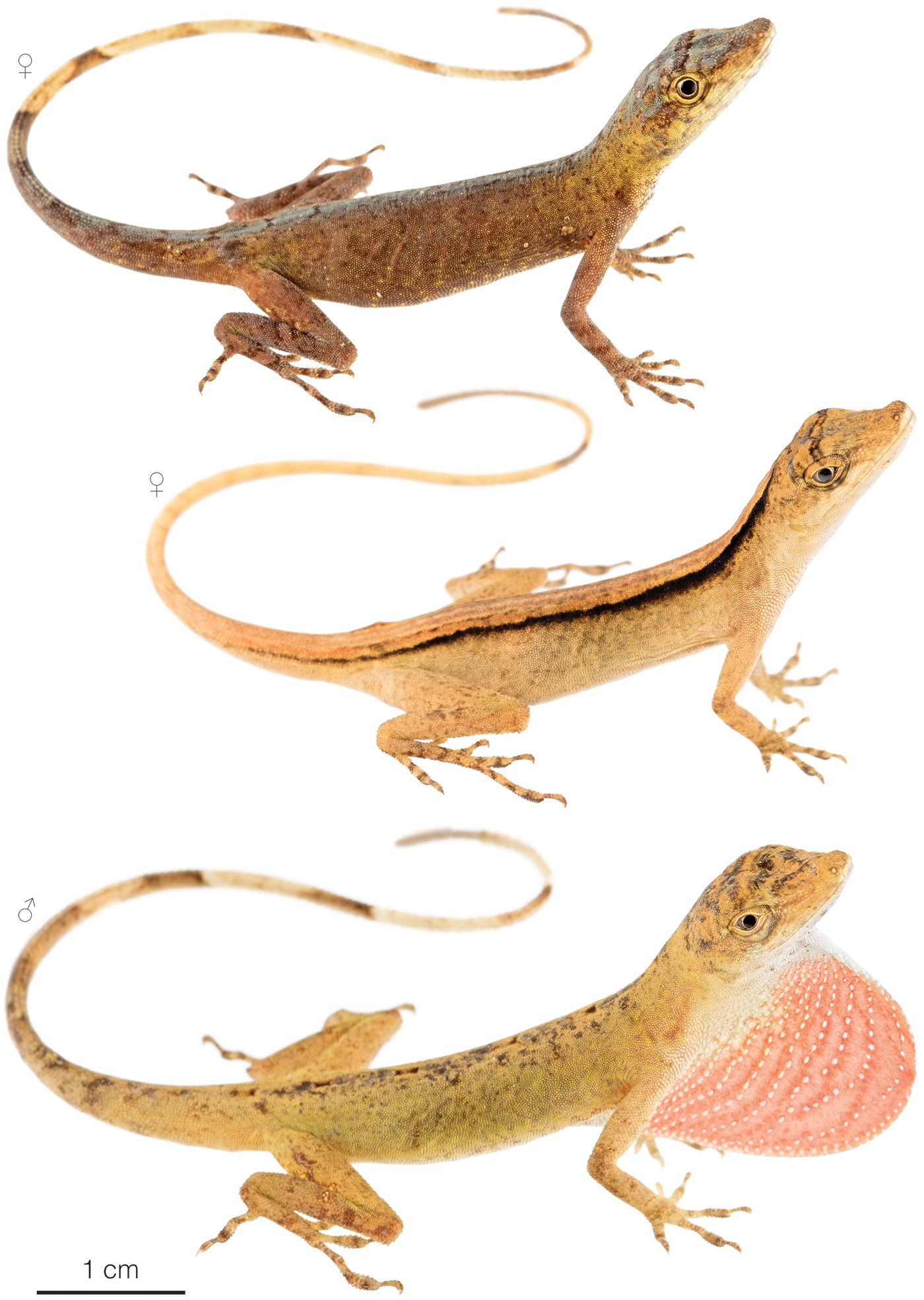 Figure showing variation among individuals of Anolis fuscoauratus