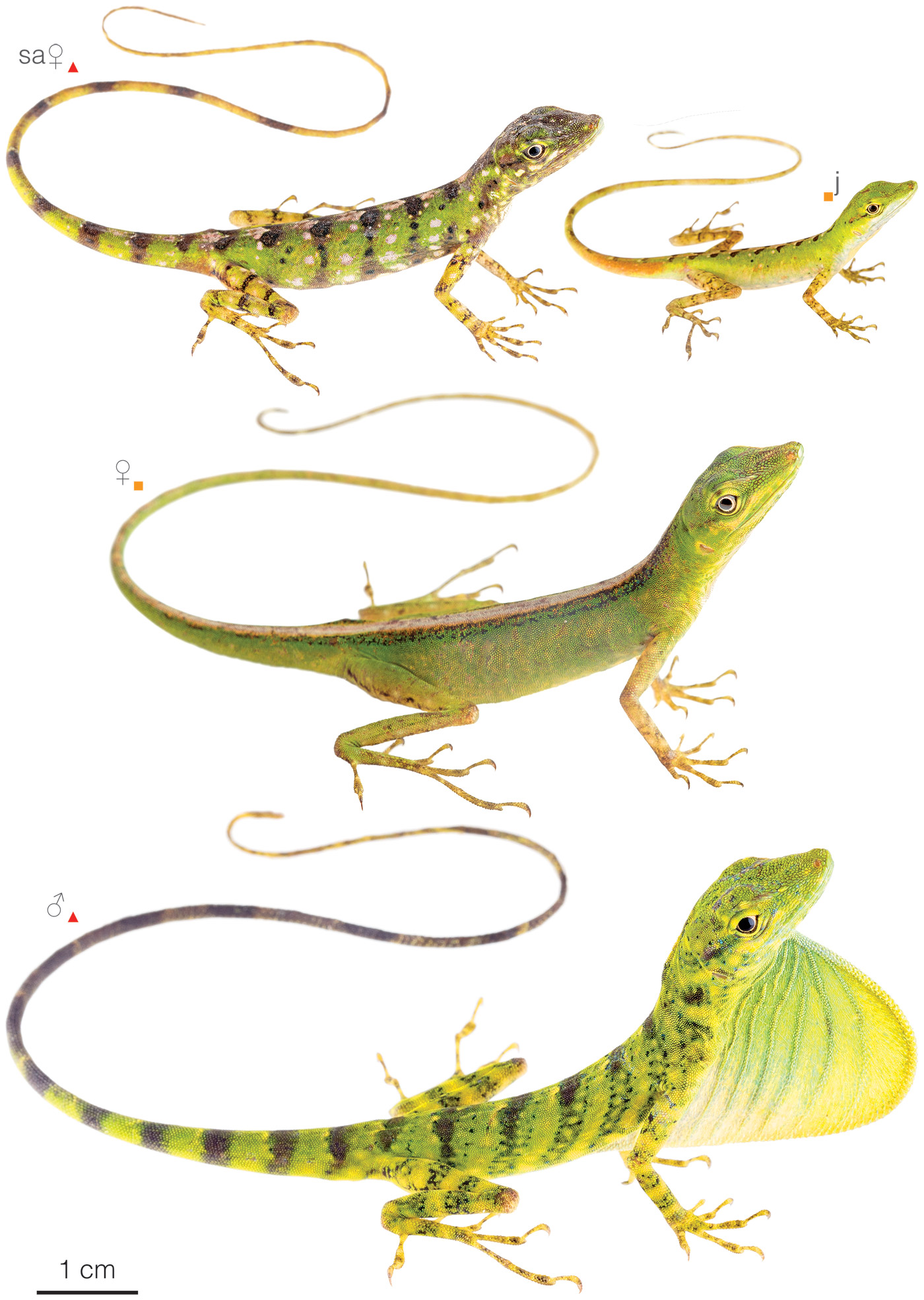 Figure showing variation among individuals of Anolis gemmosus