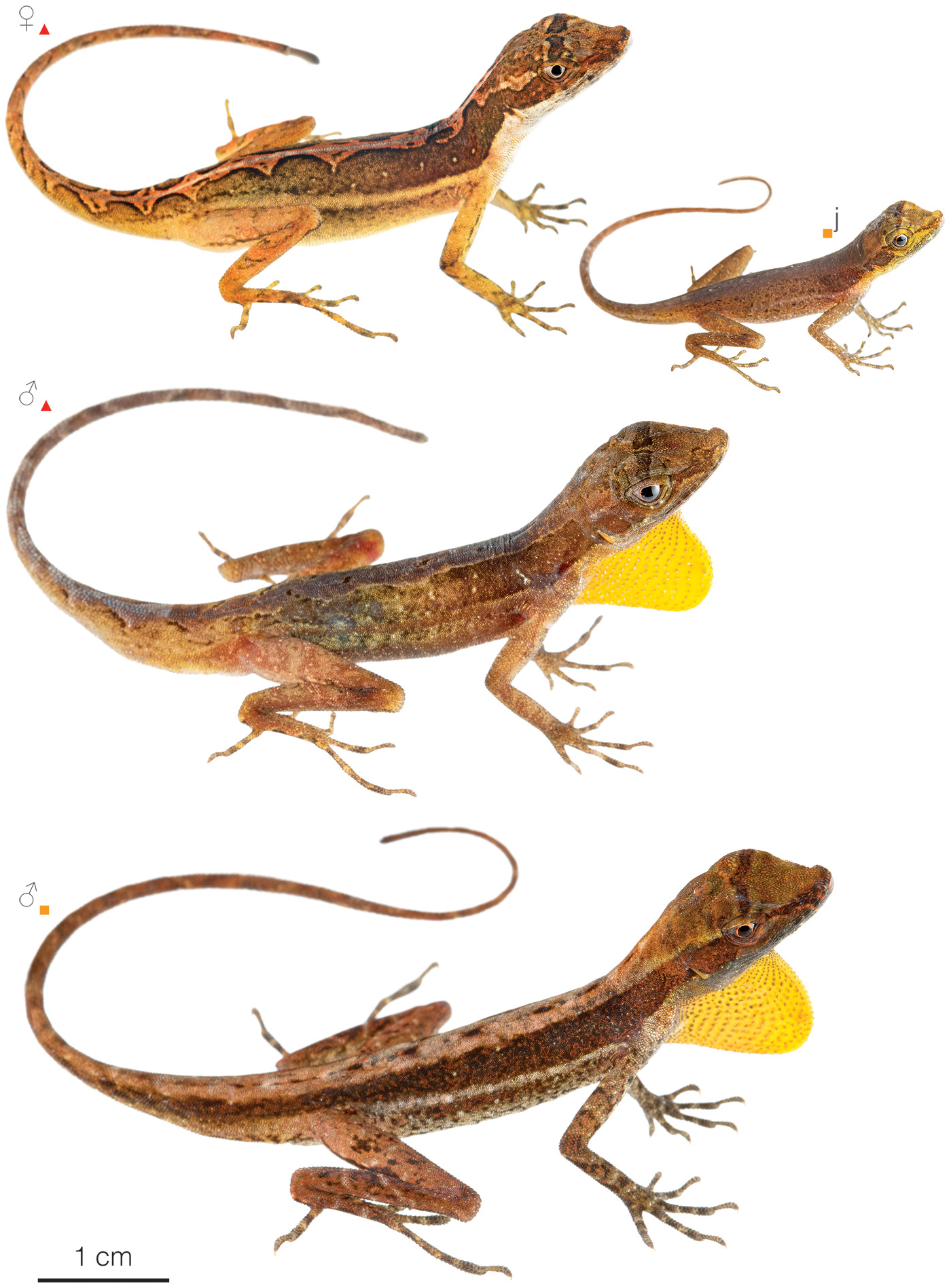 Figure showing variation among individuals of Anolis granuliceps