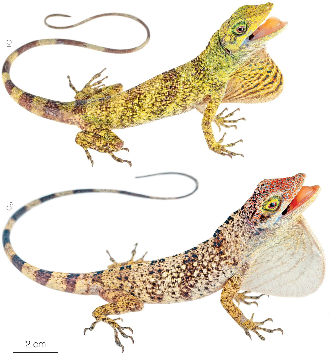 Figure showing variation among individuals of Anolis nemonteae