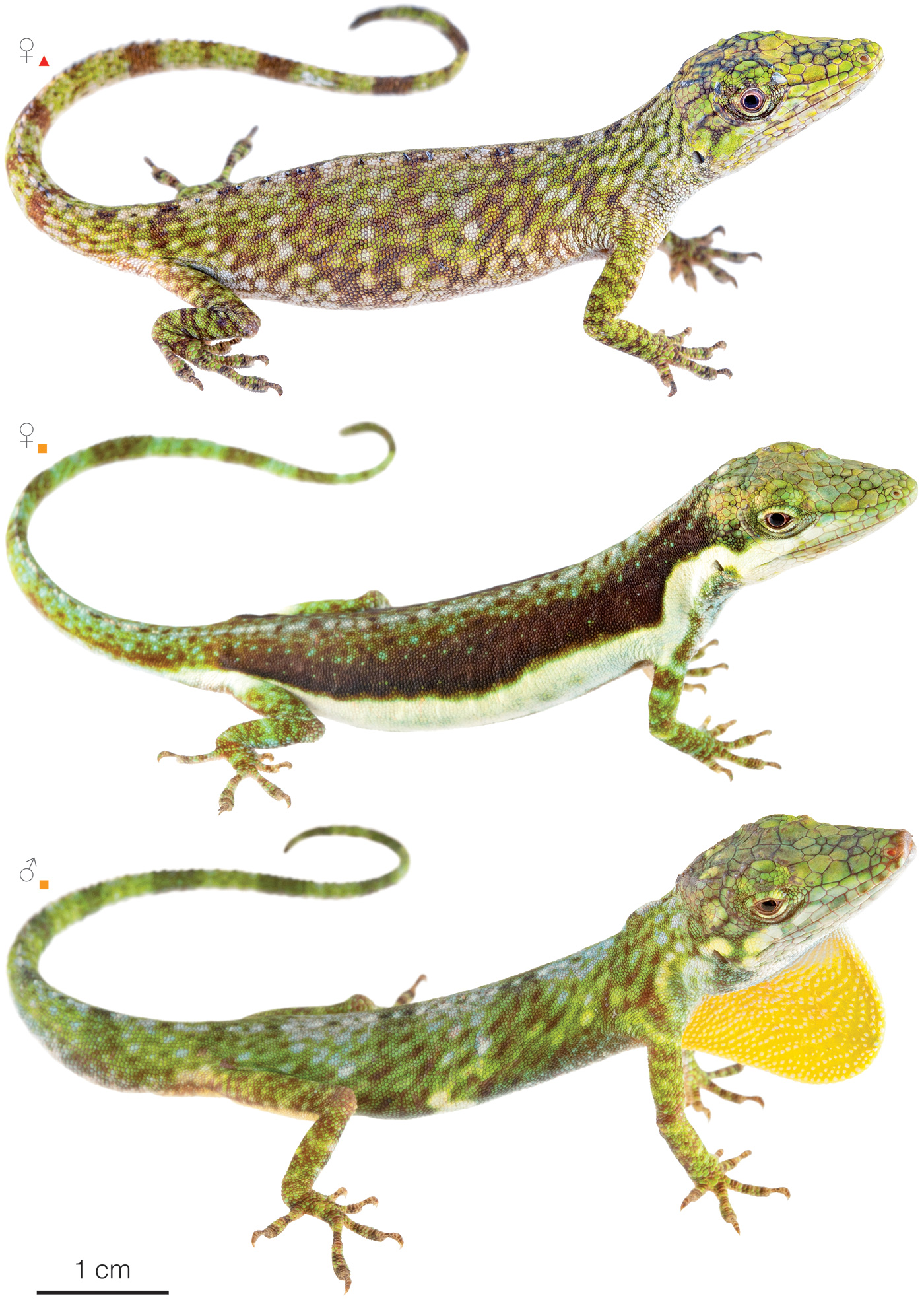 Figure showing variation among individuals of Anolis orcesi