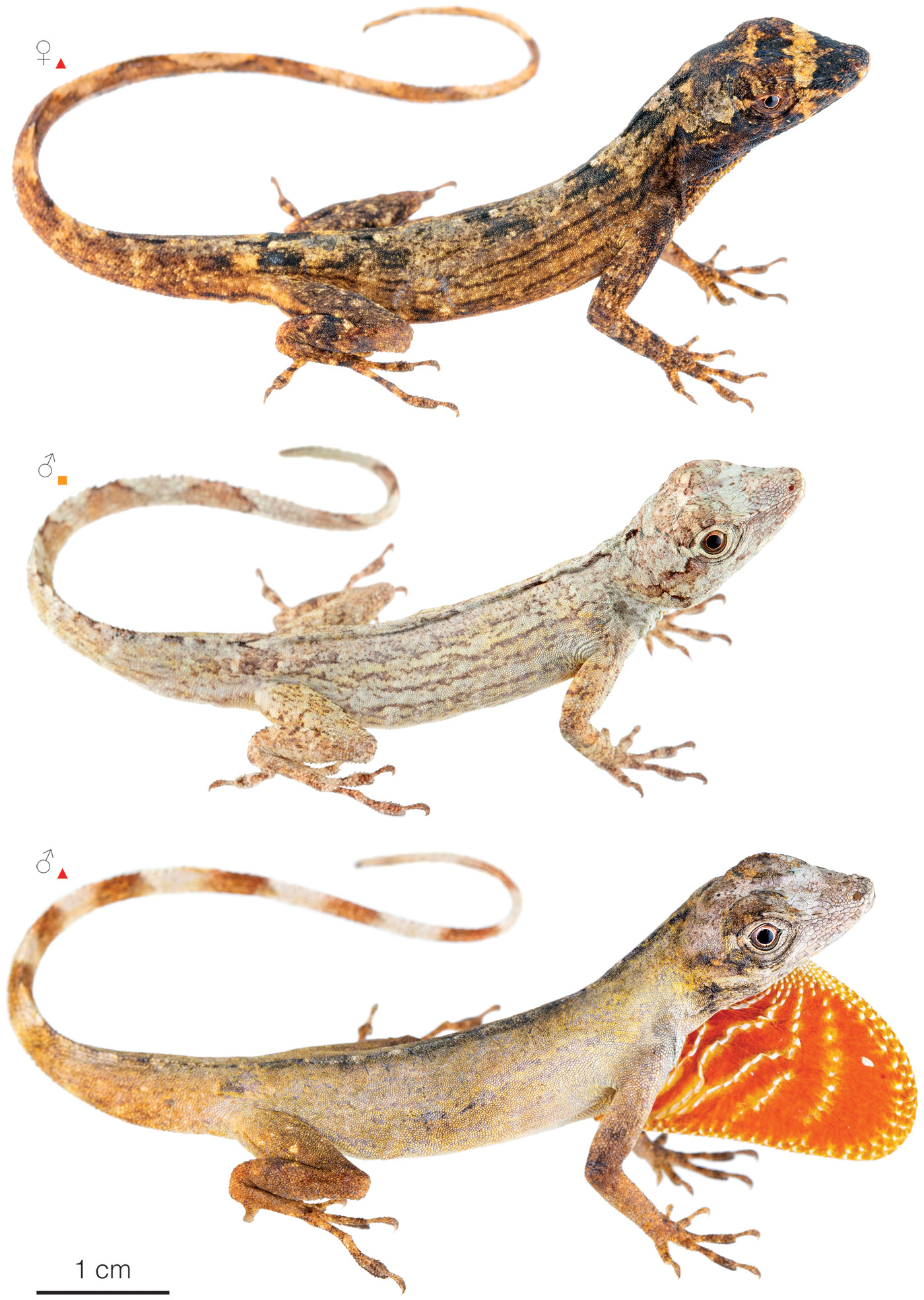 Figure showing variation among individuals of Anolis ortonii