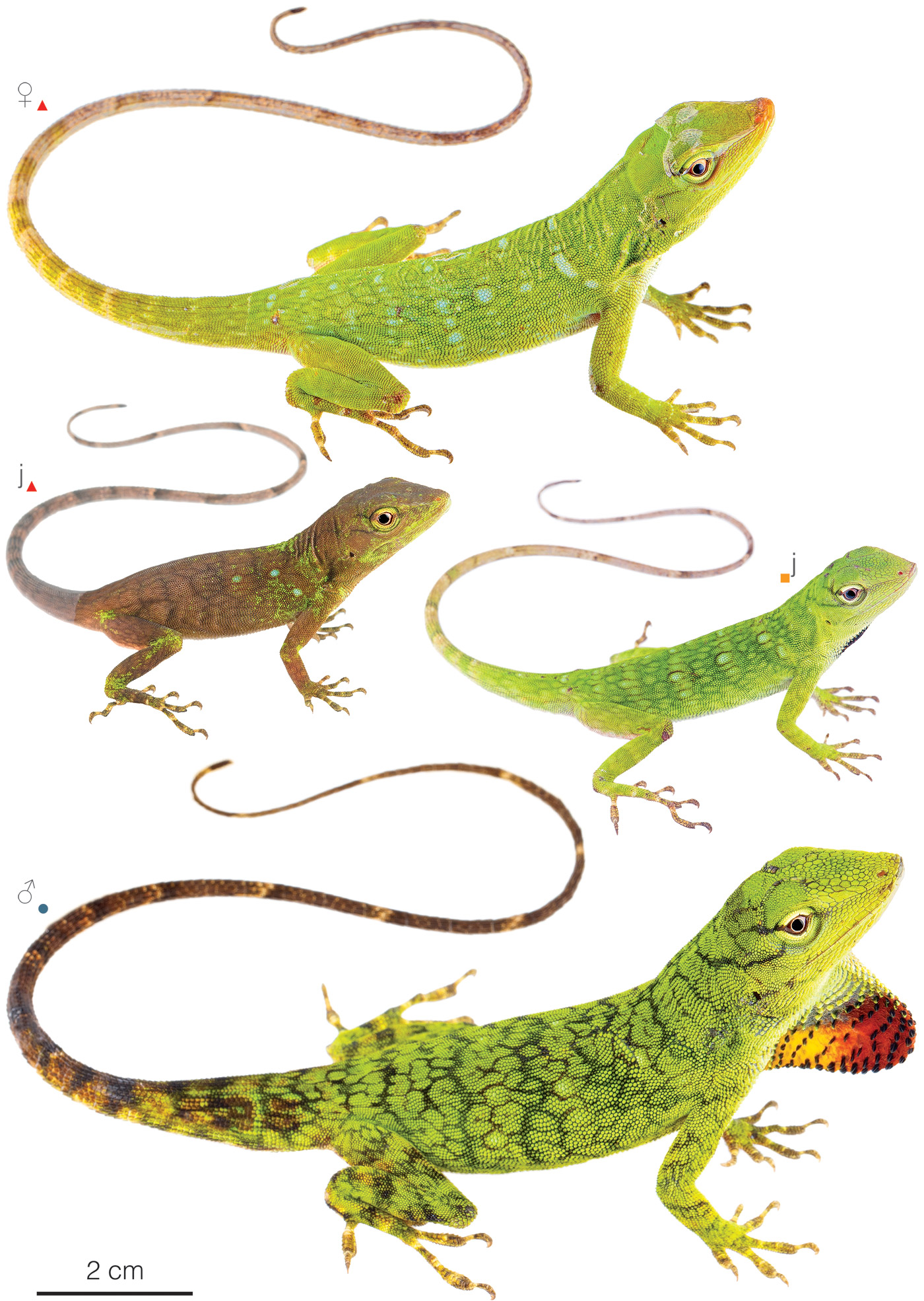 Figure showing variation among individuals of Anolis parvauritus