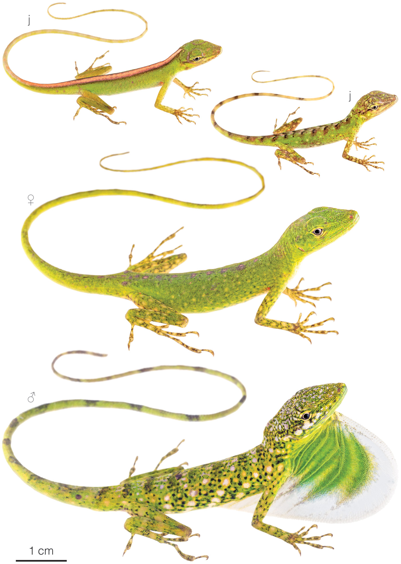 Figure showing variation among individuals of Anolis poei