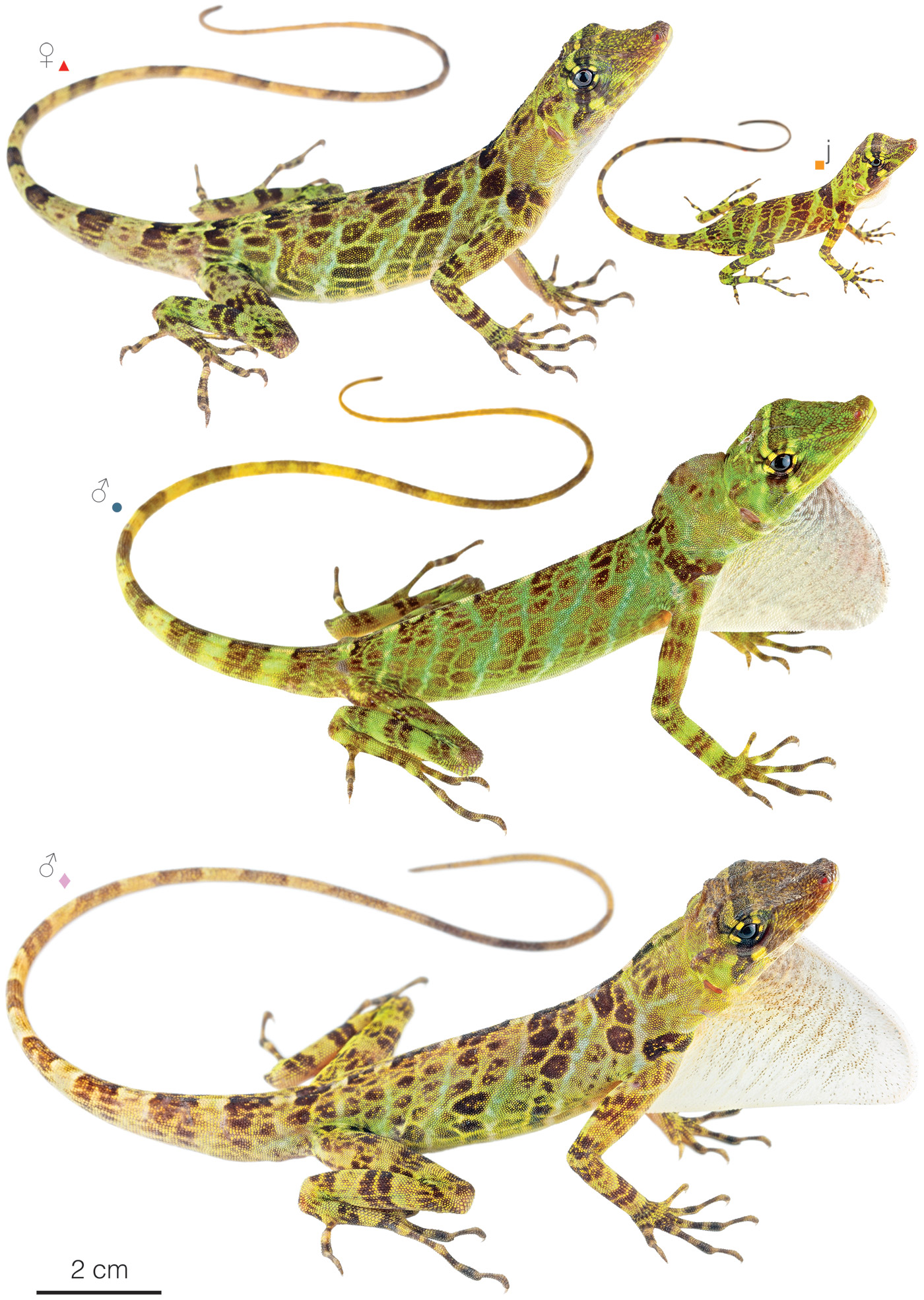Figure showing variation among individuals of Anolis princeps
