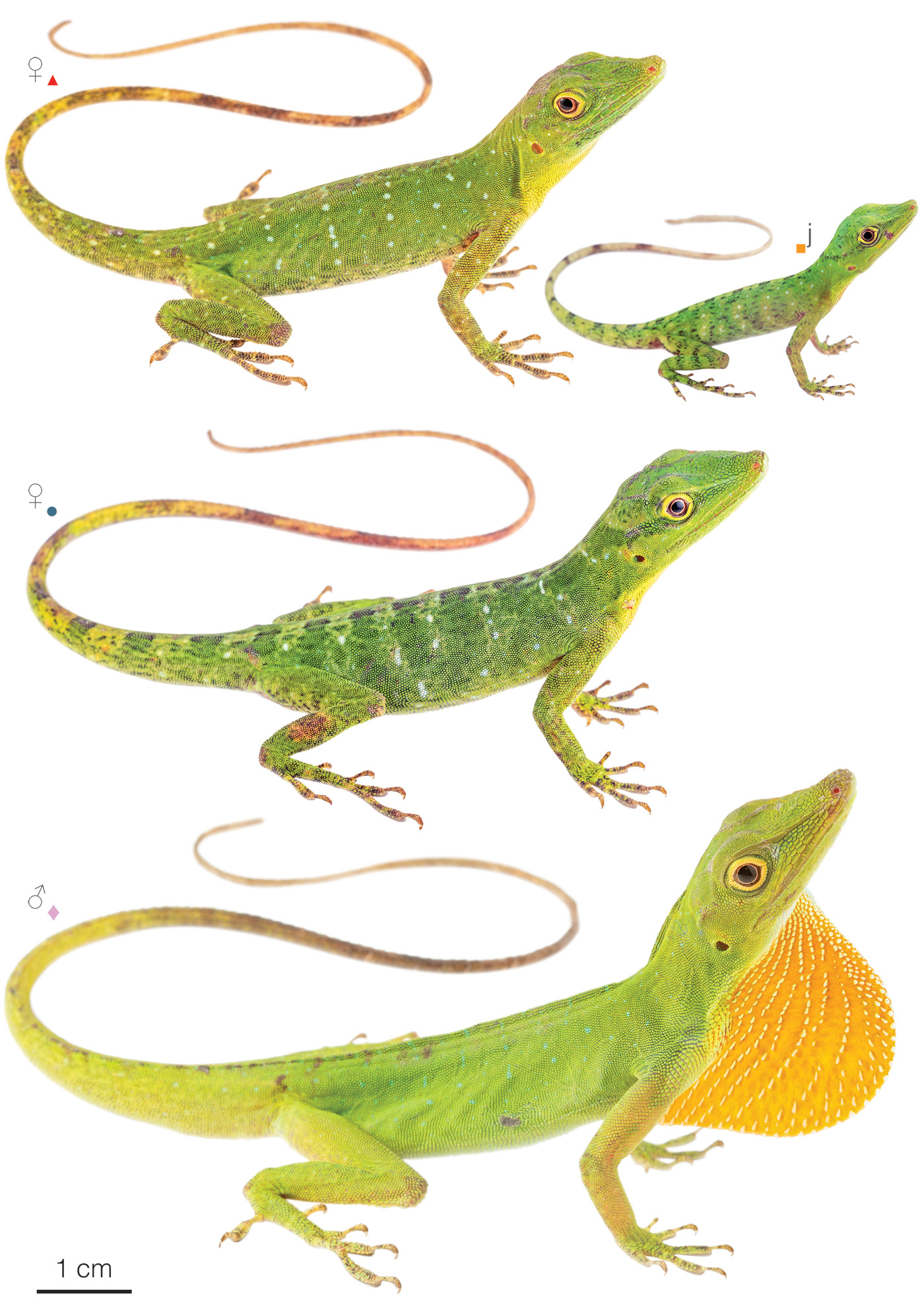 Figure showing variation among individuals of Anolis punctatus