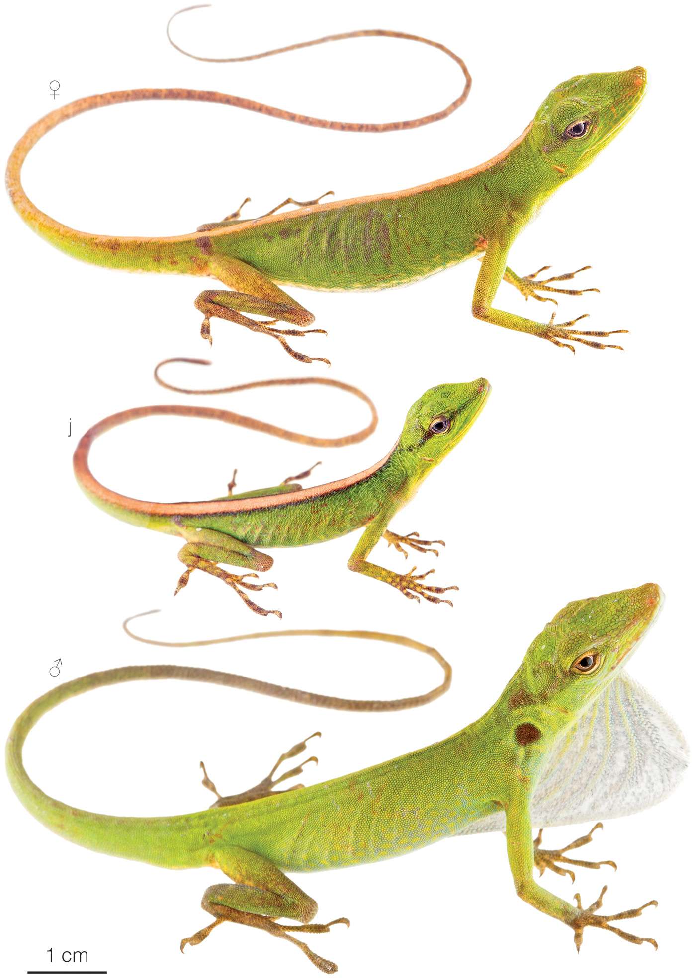 Figure showing variation among individuals of Anolis soinii