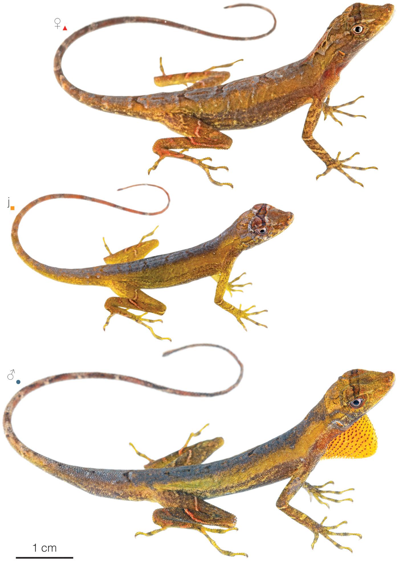 Figure showing variation among individuals of Anolis trachyderma