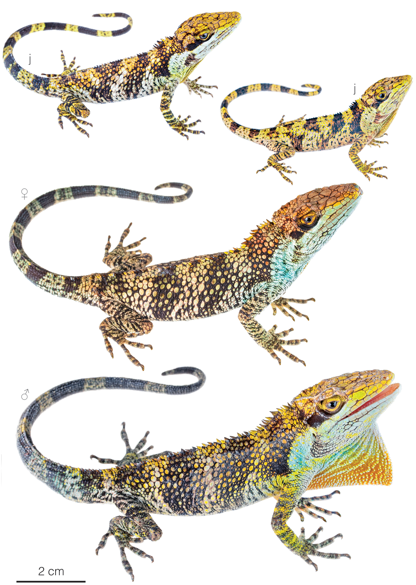 Figure showing variation among individuals of Anolis vanzolinii