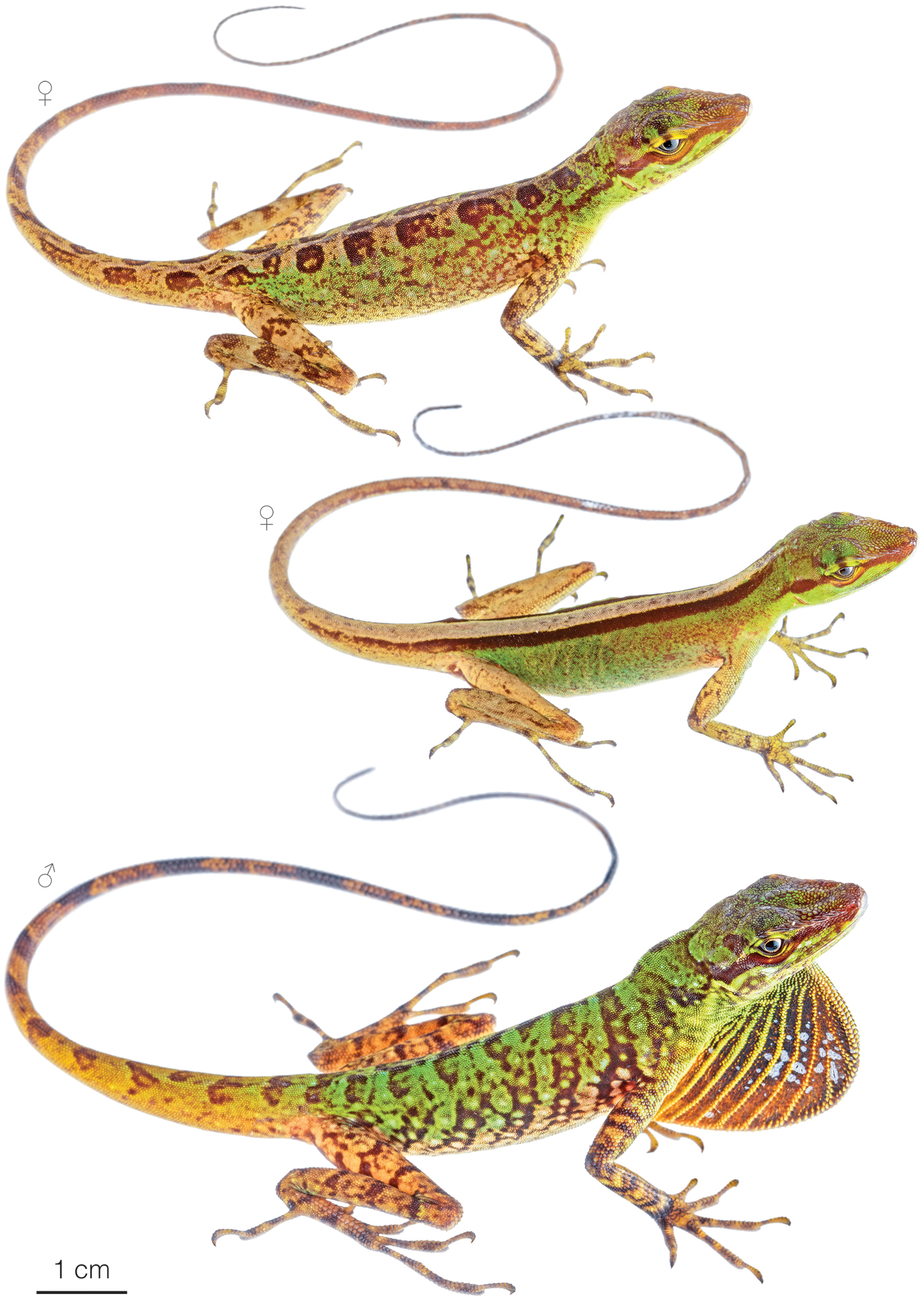 Figure showing variation among individuals of Anolis ventrimaculatus