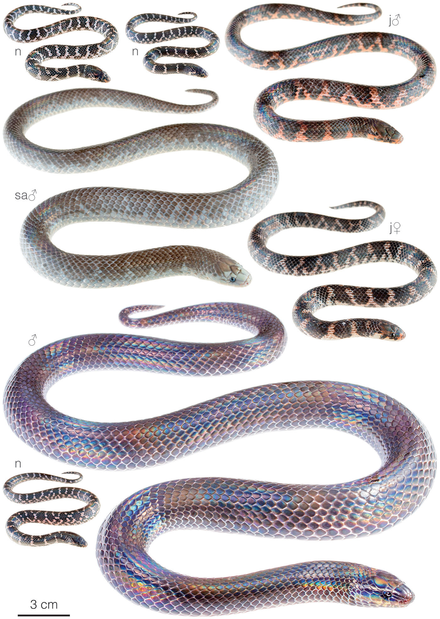 Figure showing variation among individuals of Atractus gigas