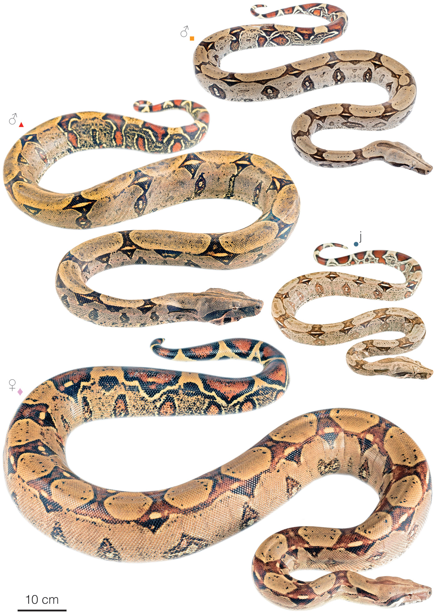 Figure showing variation among individuals of Boa constrictor