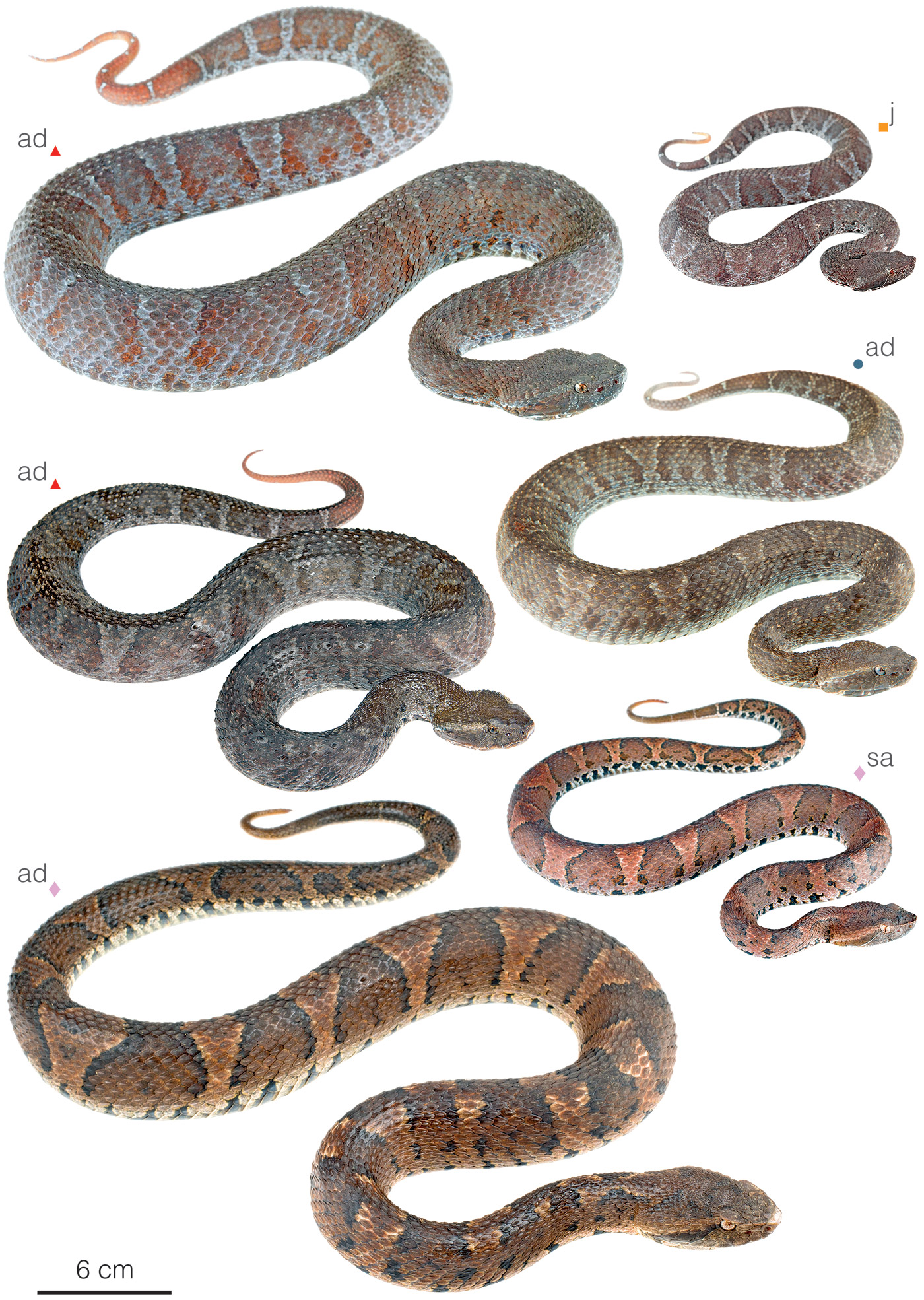 Variation among individuals of Bothrocophias campbelli