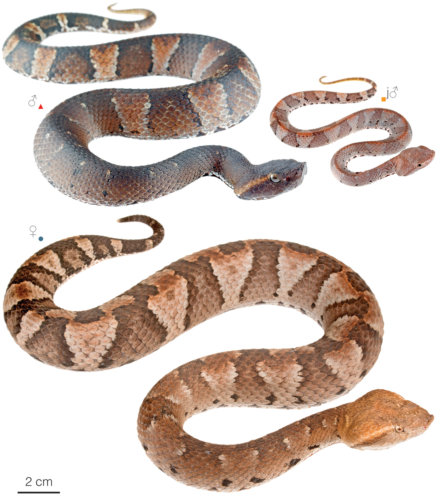 Variation among individuals of Bothrocophias hyoprora