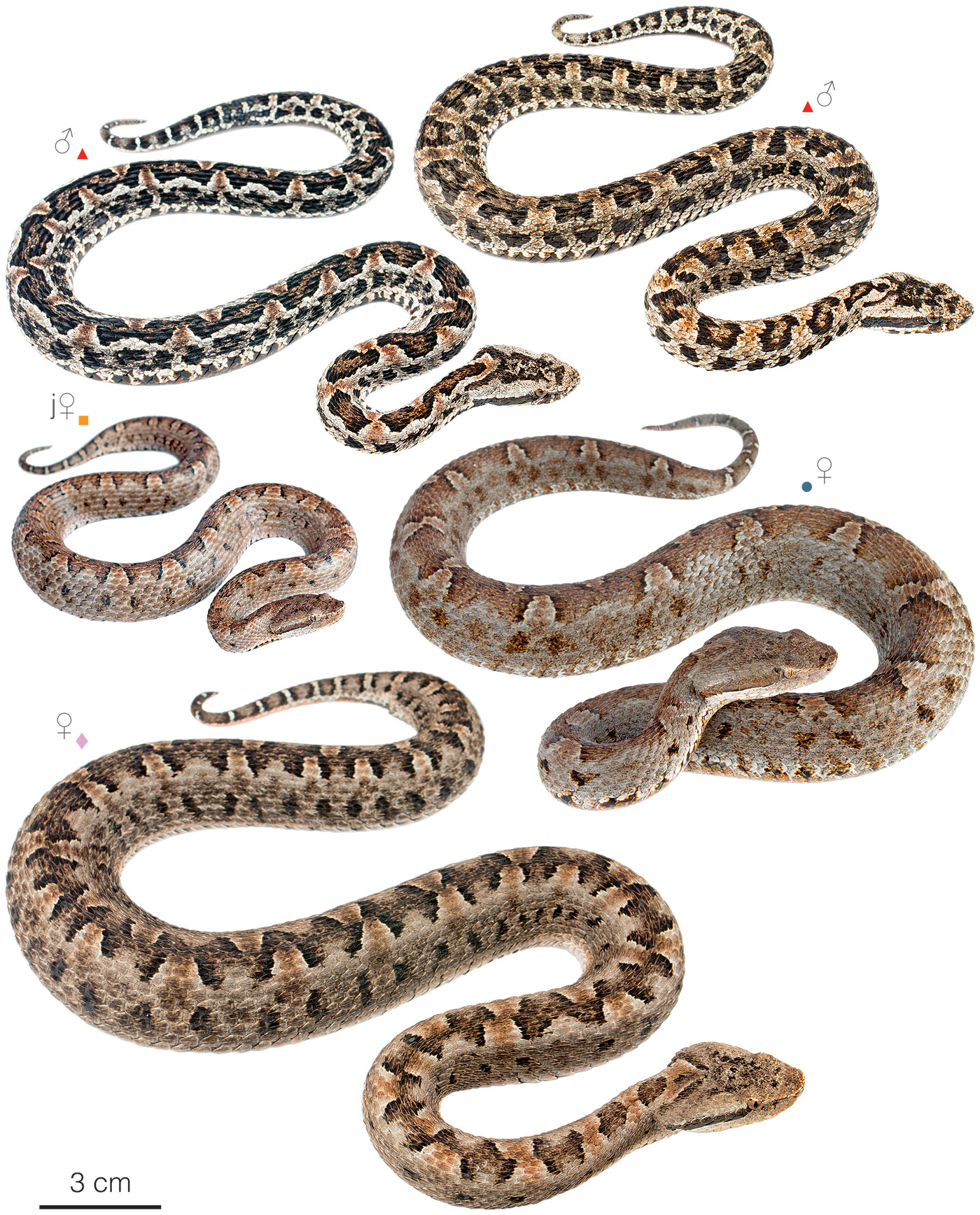 Variation among individuals of Bothrocophias lojanus