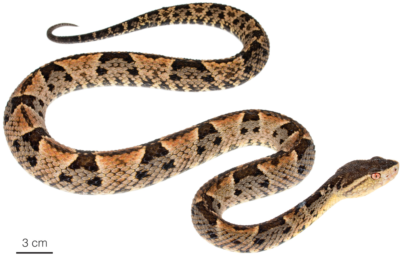 Figure showing an adult male of Bothrops brazili