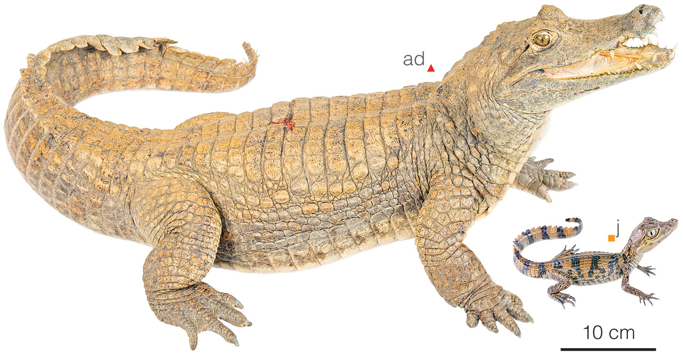 Figure showing variation between individuals of Caiman crocodilus