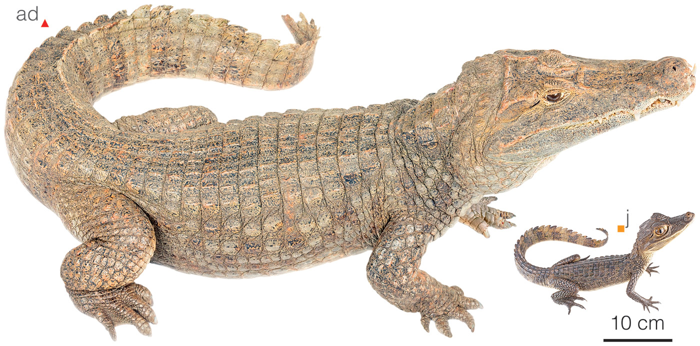 Brown Caiman (Caiman fuscus)