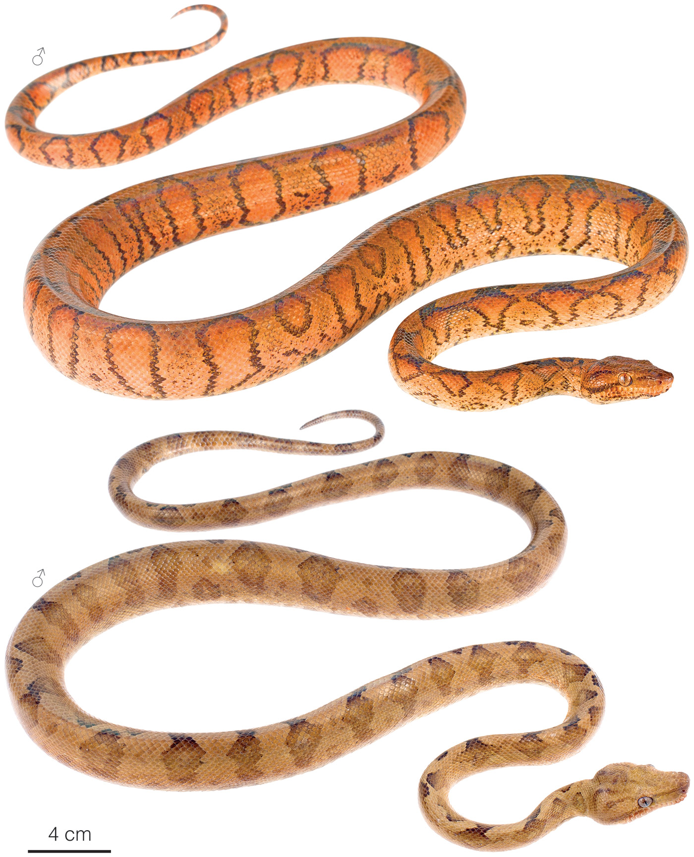 Figure showing variation among individuals of Corallus blombergi