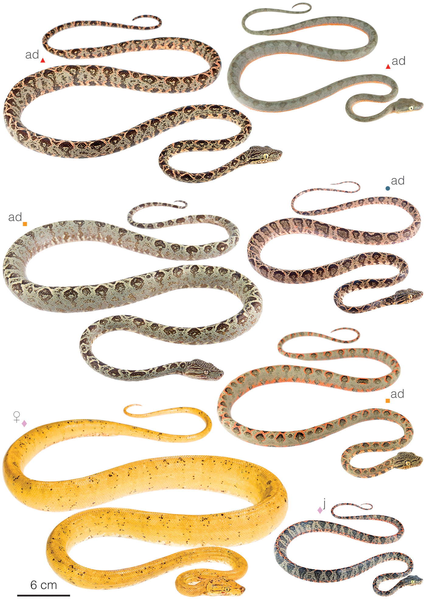 Amazon Tree-Boa (Corallus hortulana)