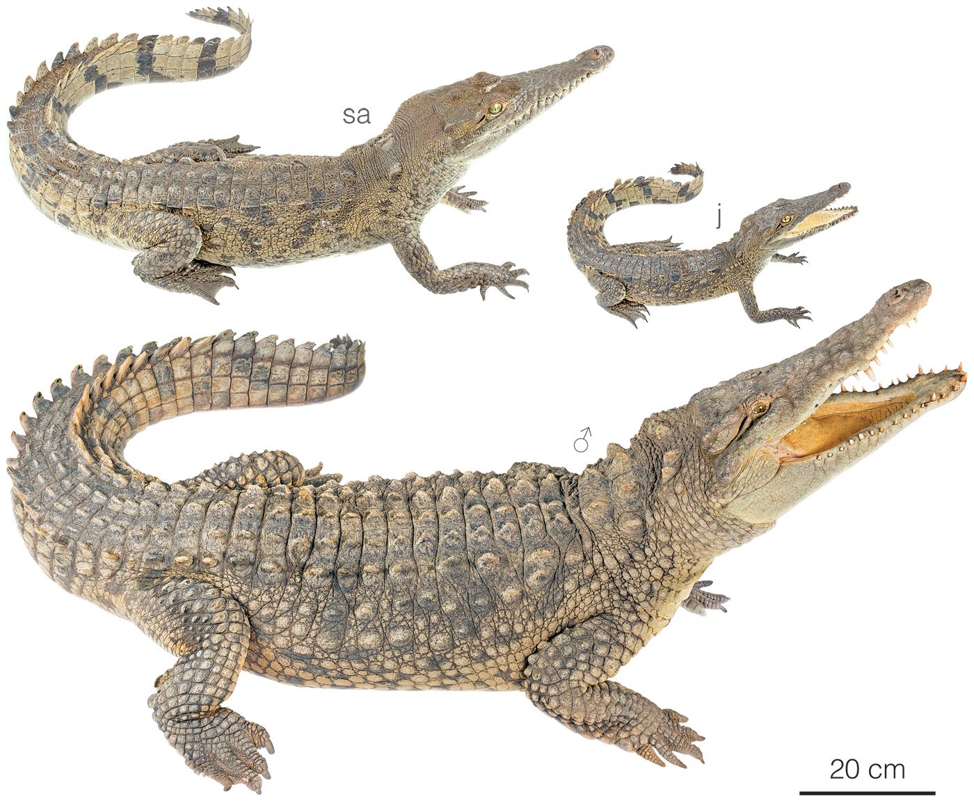 IUCN SSC Crocodile Specialist Group