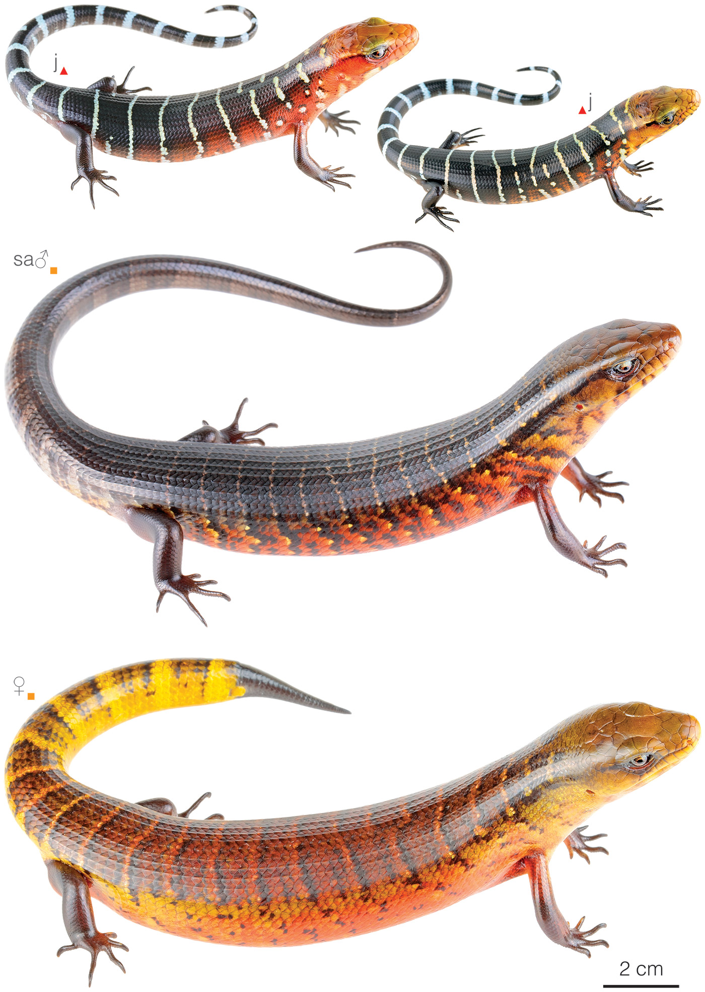 Figure showing variation among individuals of Diploglossus monotropis