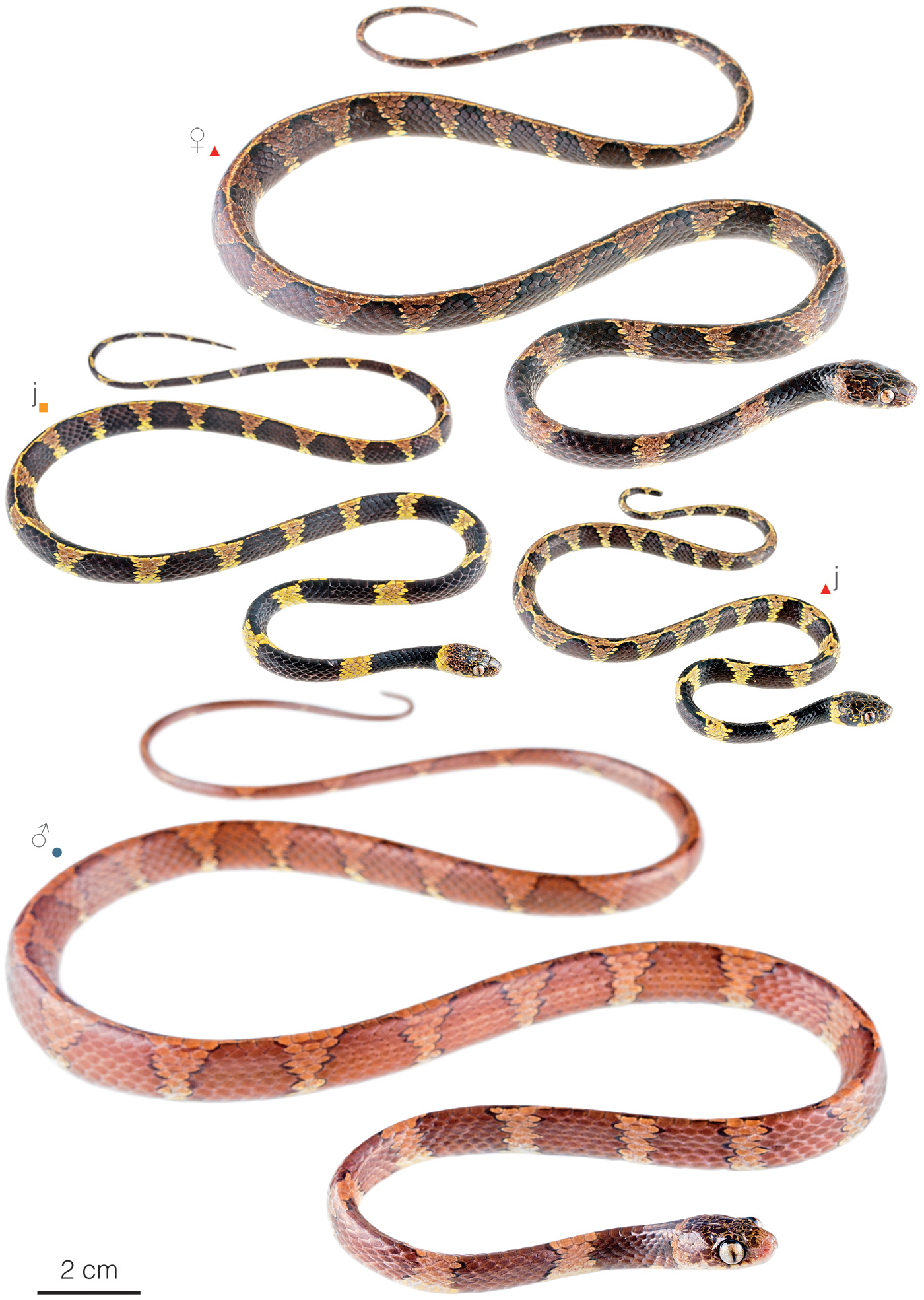 Figure showing variation among individuals of Dipsas vermiculata