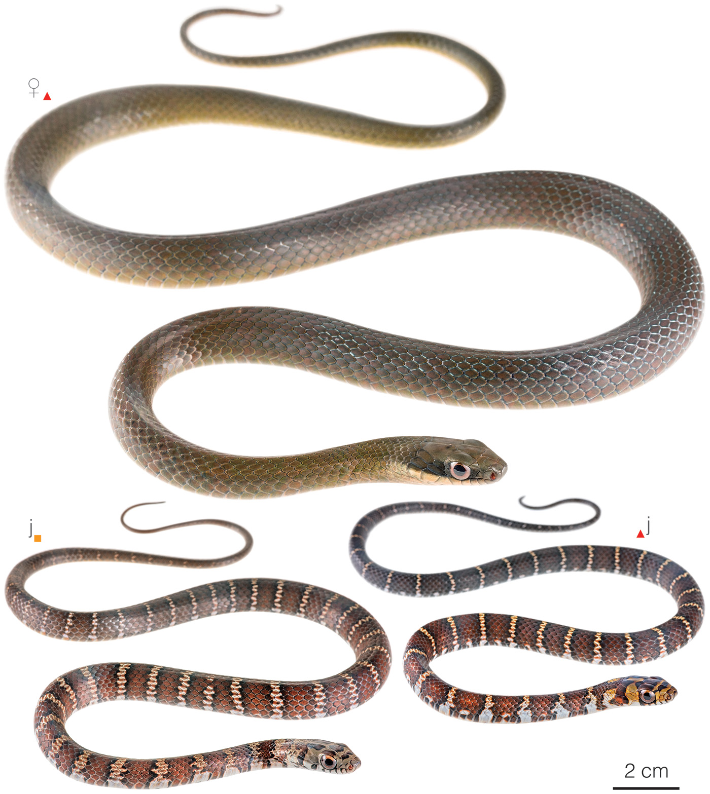 Figure showing variation among individuals of Drymoluber dichrous
