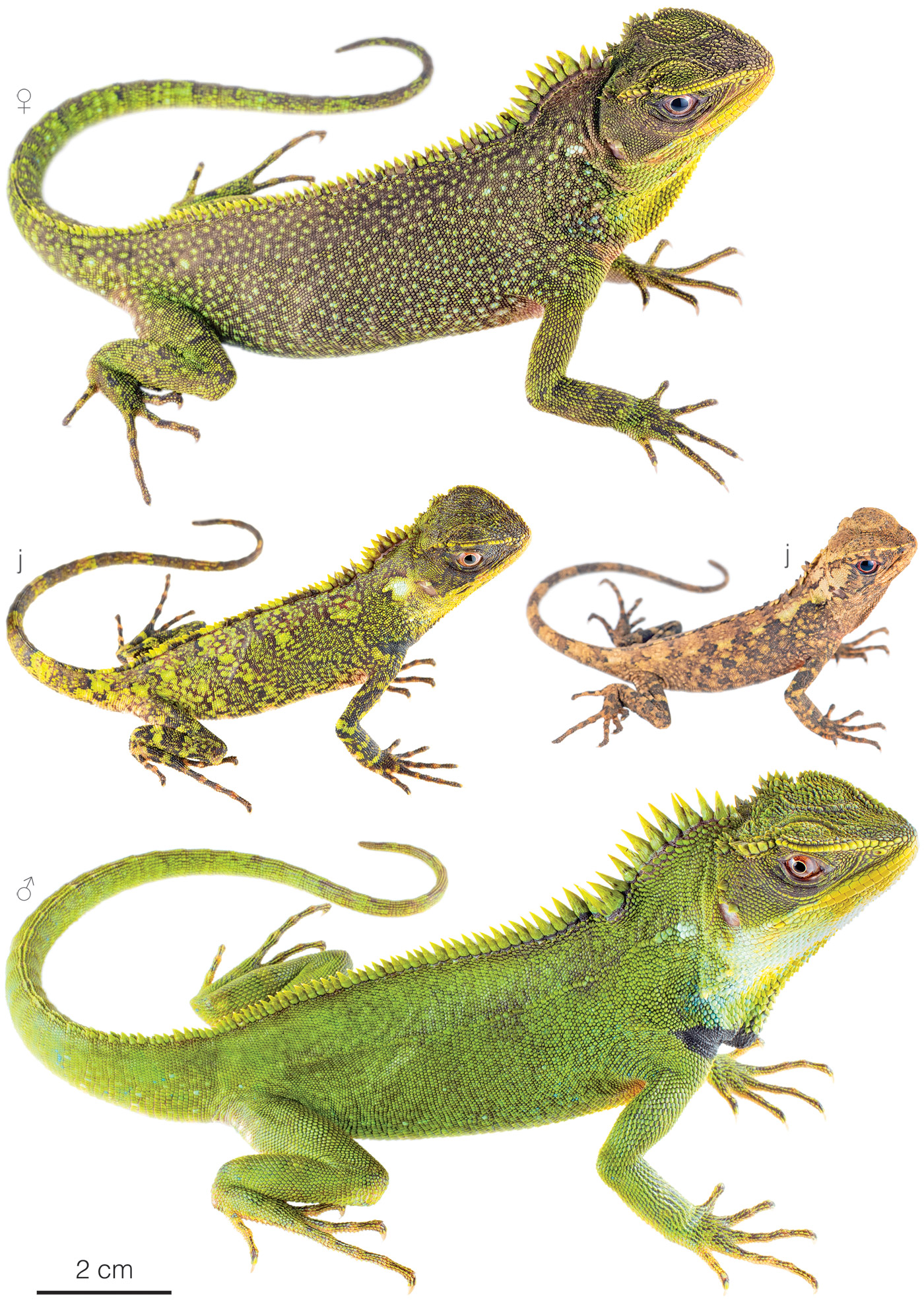 Figure showing variation among individuals of Enyalioides altotambo