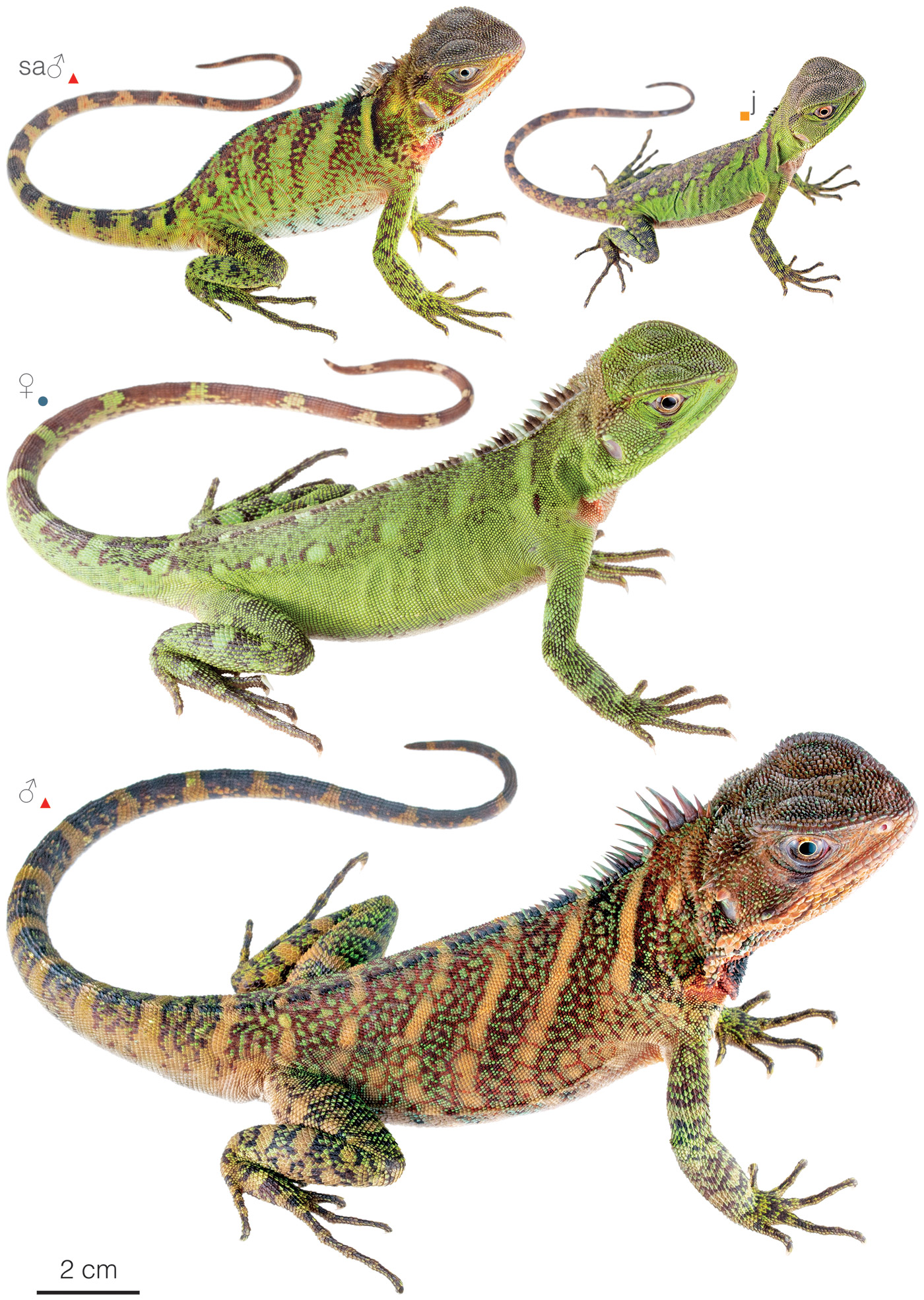 Figure showing variation among individuals of Enyalioides laticeps