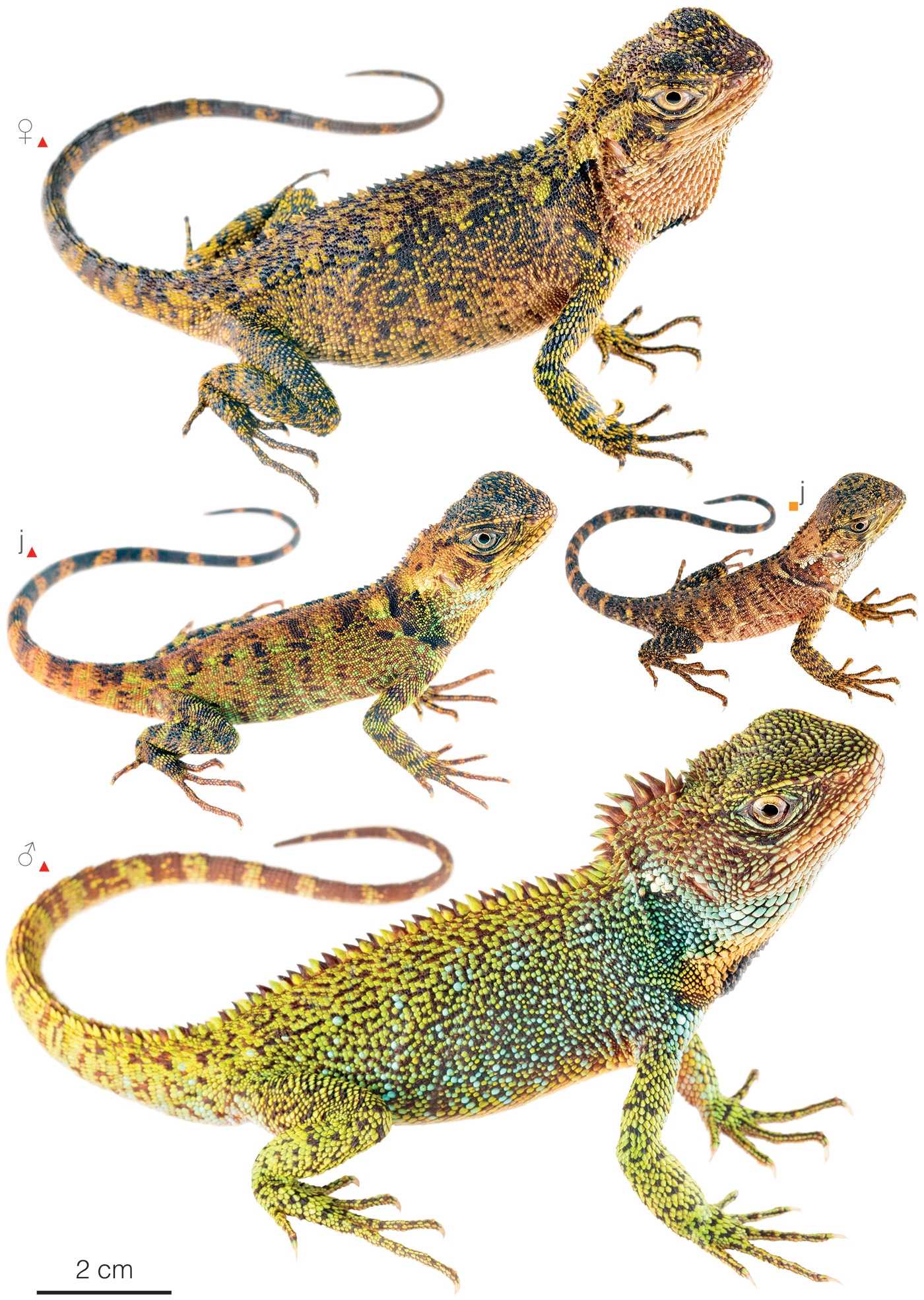 Figure showing variation among individuals of Enyalioides praestabilis