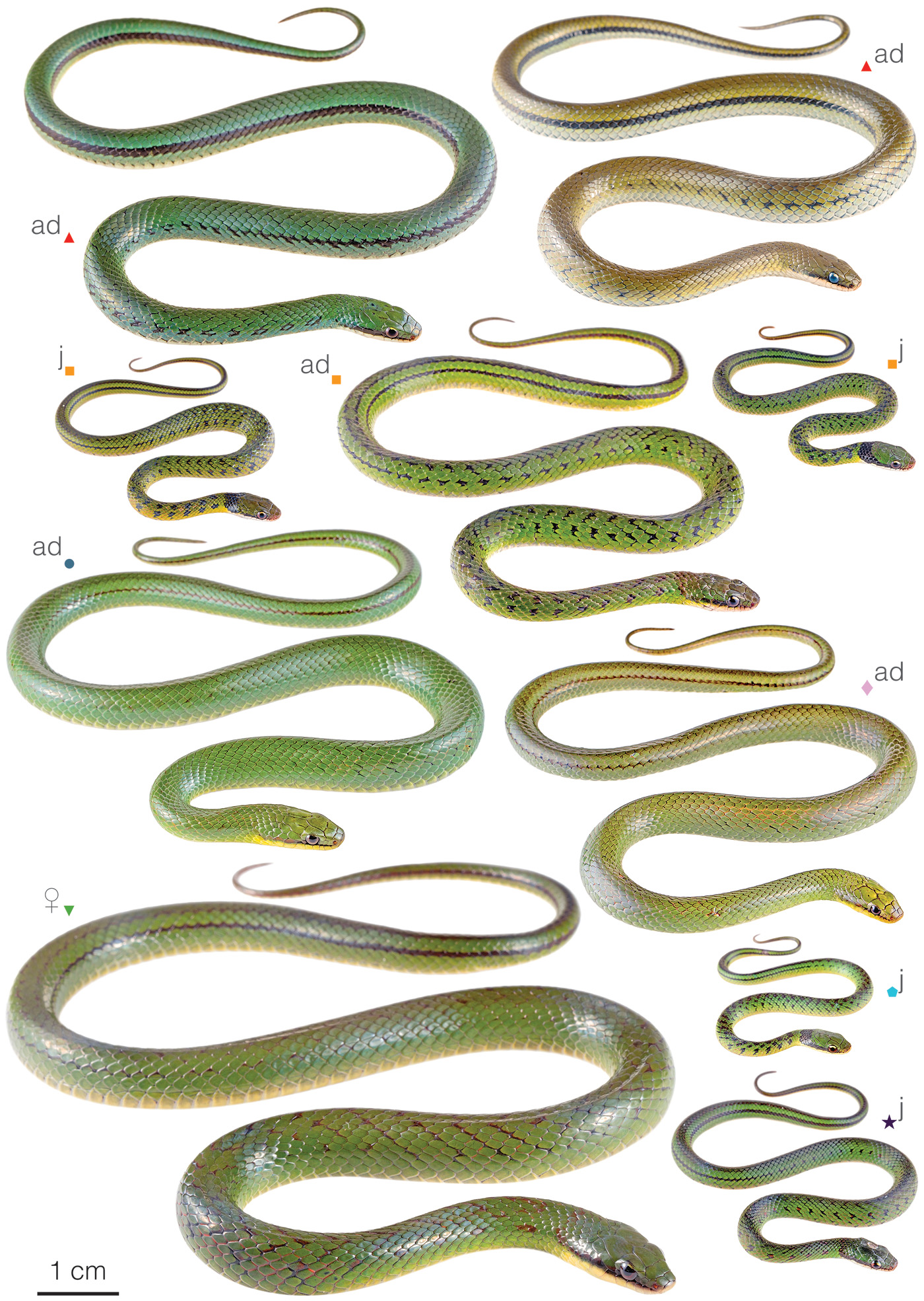 Figure showing variation among individuals of Erythrolamprus albiventris