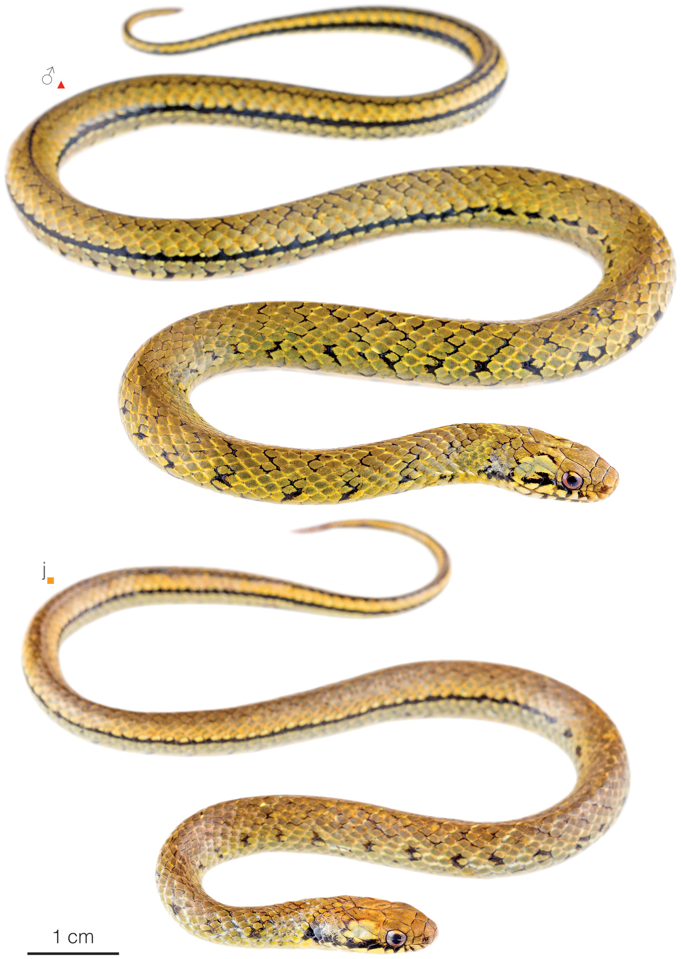 Figure showing variation among individuals of Erythrolamprus fraseri in Ecuador