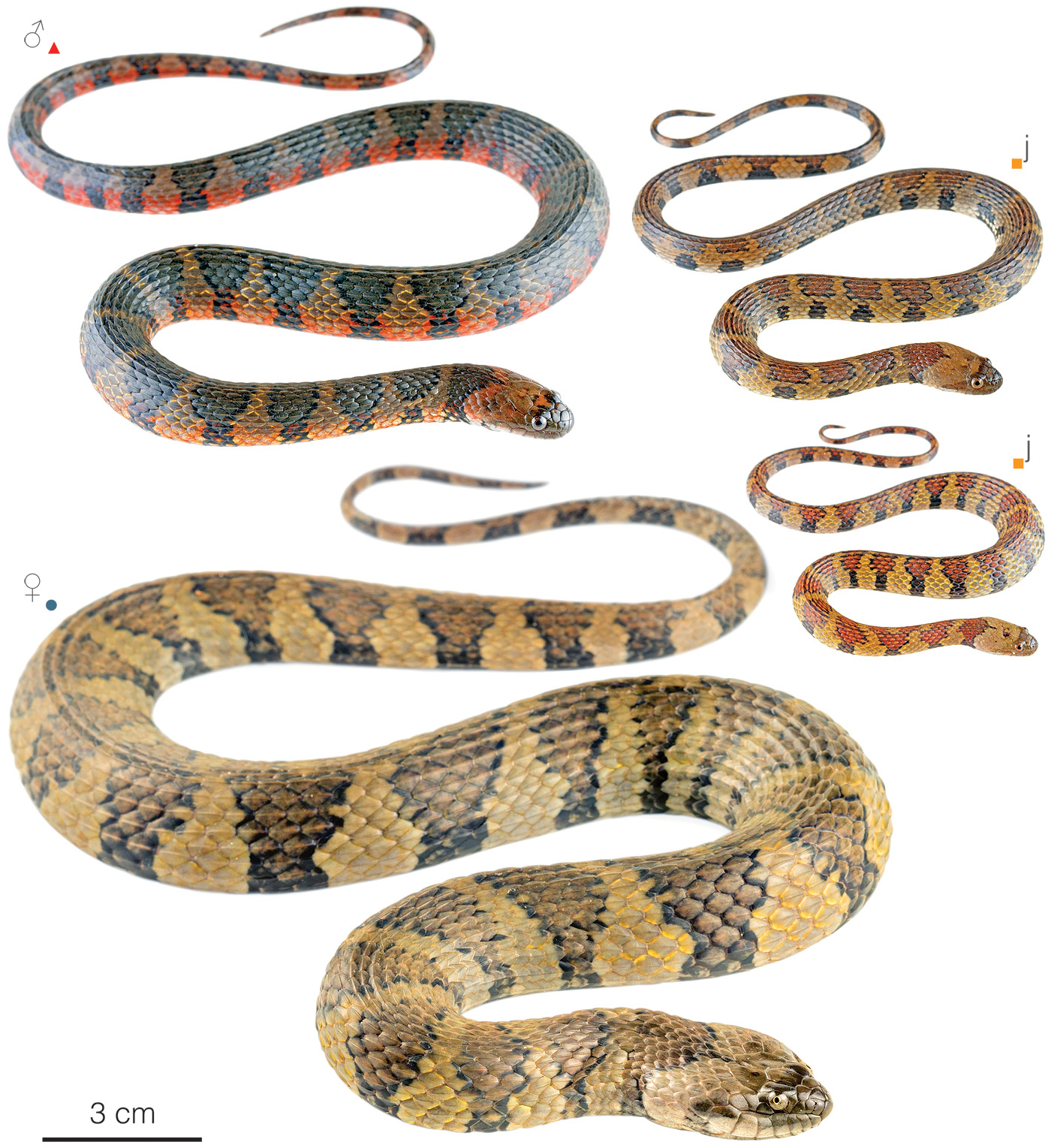 Atlas of Brazilian Snakes: Verified Point-Locality Maps to