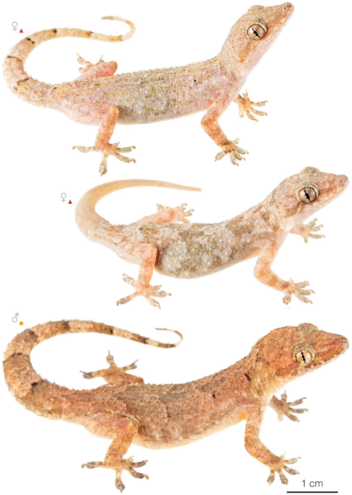 Figure showing variation among individuals of Hemidactylus mabouia